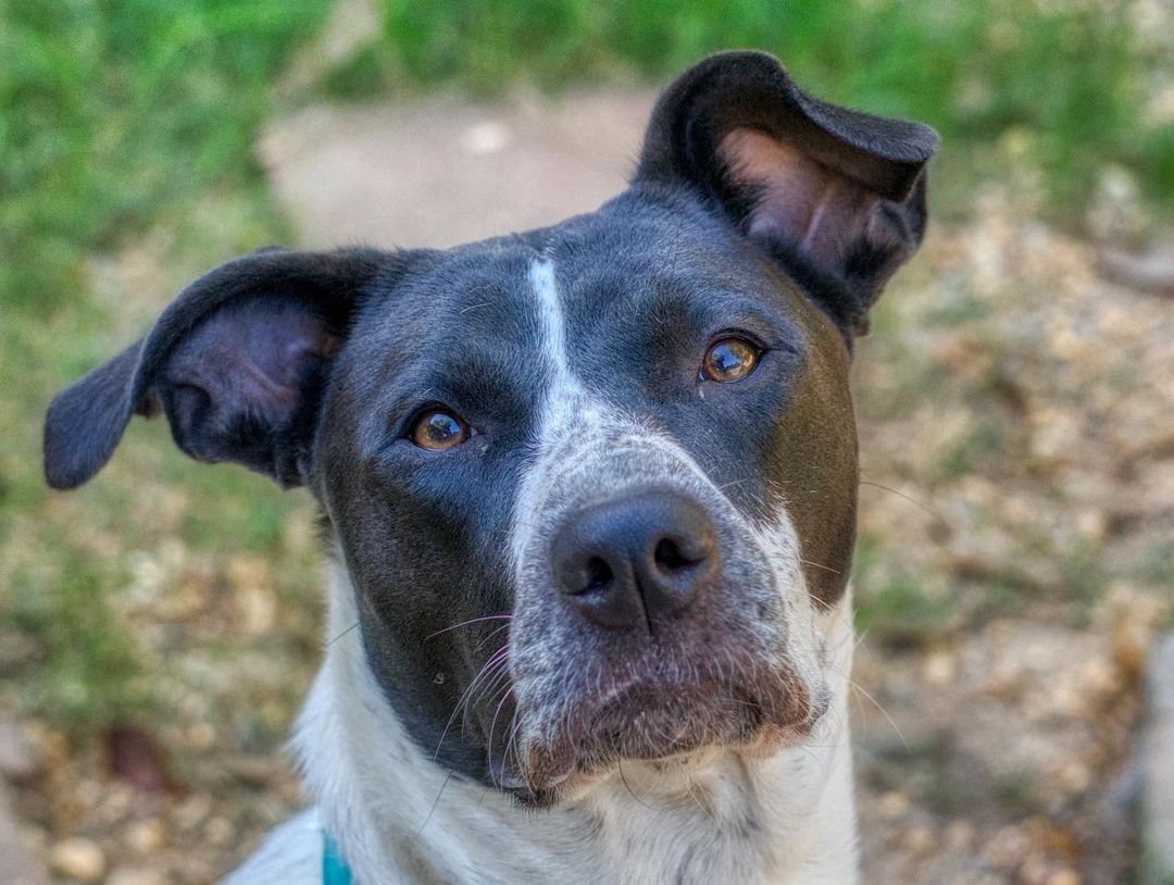 Lily is about 14 months old and is a very loving dog. She is good with kids, dogs, and cats. She is very affectionate, loves snuggling and giving kisses. Her tail and body is always wagging with happiness when she is around people. Lily is playful, can throw her toys in the air and catching it. If no toys are around she will chase her tail. She enjoys being outside, playing fetch and finding sticks.

She is potty trained and is generally good on a leash for neighborhood walks and hikes but will pull if she is excited to sniff a particular area or meet another person. She will listen to corrections and will turn back to look at you if she starts to walk in front. House trained and crate trained, does well when left alone at home.

To adopt, please fill out an adoption application at https://www.threepawsrescue.org/adoption-application/

For information about adoption fee, please visit https://www.threepawsrescue.org/adoption-fees/

To learn about the adoption process, please visit https://www.threepawsrescue.org/adoption-process/

<a target='_blank' href='https://www.instagram.com/explore/tags/adoptdontshop/'>#adoptdontshop</a> <a target='_blank' href='https://www.instagram.com/explore/tags/adopt/'>#adopt</a> <a target='_blank' href='https://www.instagram.com/explore/tags/adoptme/'>#adoptme</a> <a target='_blank' href='https://www.instagram.com/explore/tags/fosteringsaveslives/'>#fosteringsaveslives</a> <a target='_blank' href='https://www.instagram.com/explore/tags/adoptadog/'>#adoptadog</a> <a target='_blank' href='https://www.instagram.com/explore/tags/adoptable/'>#adoptable</a> <a target='_blank' href='https://www.instagram.com/explore/tags/atlanta/'>#atlanta</a> <a target='_blank' href='https://www.instagram.com/explore/tags/atl/'>#atl</a> <a target='_blank' href='https://www.instagram.com/explore/tags/atldog/'>#atldog</a> <a target='_blank' href='https://www.instagram.com/explore/tags/rescuedog/'>#rescuedog</a> <a target='_blank' href='https://www.instagram.com/explore/tags/rescuedismyfavoritebreed/'>#rescuedismyfavoritebreed</a> <a target='_blank' href='https://www.instagram.com/explore/tags/rescuedogsofinstagram/'>#rescuedogsofinstagram</a> <a target='_blank' href='https://www.instagram.com/explore/tags/dogsofig/'>#dogsofig</a> <a target='_blank' href='https://www.instagram.com/explore/tags/dogsofinsta/'>#dogsofinsta</a> <a target='_blank' href='https://www.instagram.com/explore/tags/atlantadog/'>#atlantadog</a> <a target='_blank' href='https://www.instagram.com/explore/tags/dogsofatlanta/'>#dogsofatlanta</a> <a target='_blank' href='https://www.instagram.com/explore/tags/dogsofatl/'>#dogsofatl</a> <a target='_blank' href='https://www.instagram.com/explore/tags/atlantarescuedogs/'>#atlantarescuedogs</a> <a target='_blank' href='https://www.instagram.com/explore/tags/rescuedogsofatlanta/'>#rescuedogsofatlanta</a> <a target='_blank' href='https://www.instagram.com/explore/tags/threepawsrescue/'>#threepawsrescue</a>