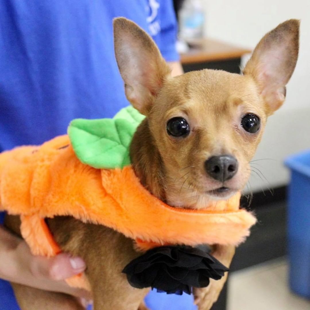 Happy Halloween from Reach Rescue🎃👻🐾
Adoptables got ready for the big day at yesterday’s adoption event. How cute do they look?! Let us know who your favorite is in the comments🤠

1. Bruce Lee the Cowboy
2. Paisley as Piglet
3. Journey the Unicorn
4. Axel as Eeyore
5. Buffy the Mermaid
6. Jason the Ice Cream Sundae
7. Freddy the Hot Dog
8. Kayak the Pumpkin 
9. Clara the Pig
10. Pearson the Dragon