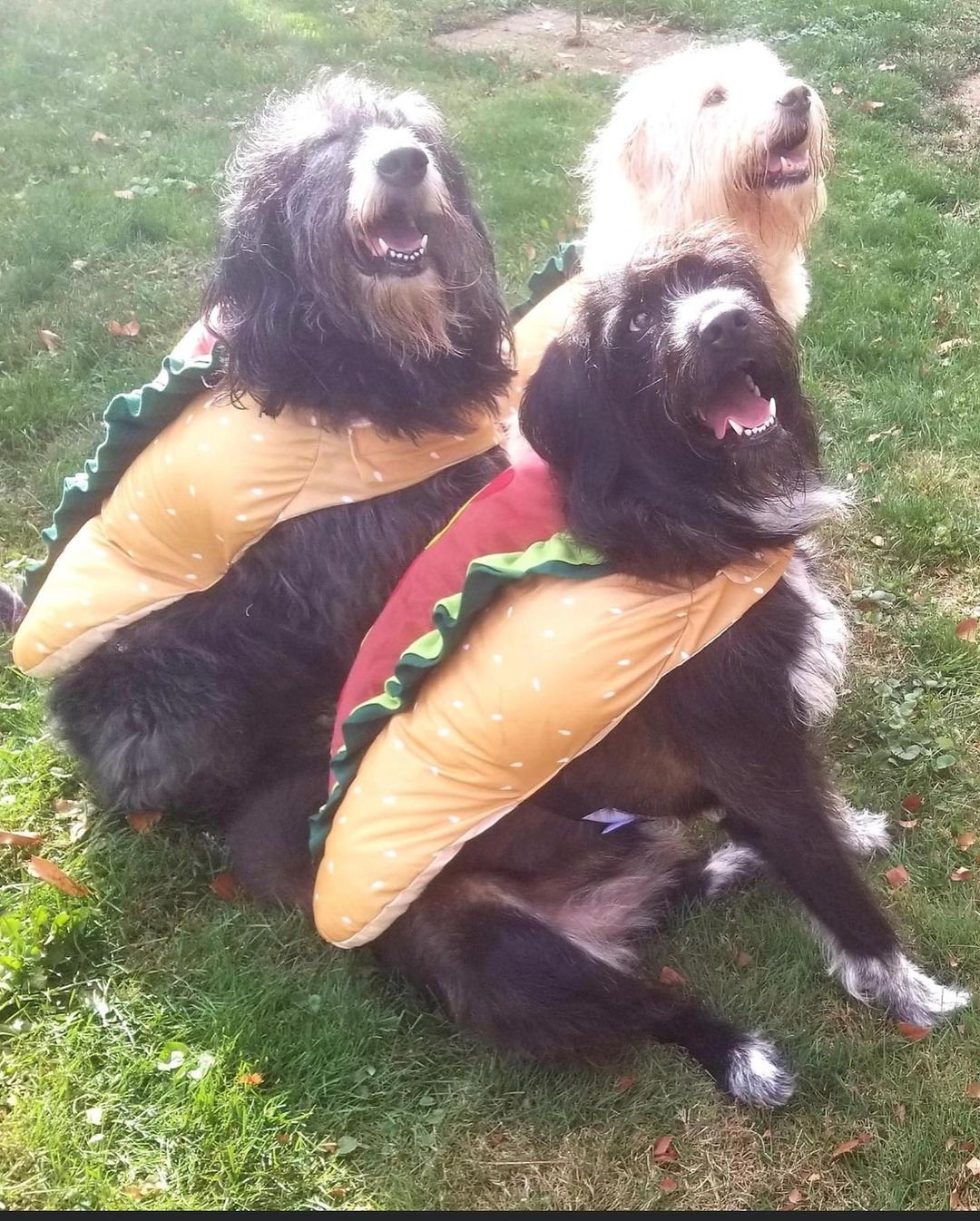 Happy Halloween!! From Adoptable Lacey and some of the FWFP Gang!! No tricks, ALL TREATS!! 🎃🦴🎃🦴🎃🦴

<a target='_blank' href='https://www.instagram.com/explore/tags/rescuelife/'>#rescuelife</a> <a target='_blank' href='https://www.instagram.com/explore/tags/adoptdontshop/'>#adoptdontshop</a> <a target='_blank' href='https://www.instagram.com/explore/tags/halloween/'>#halloween</a> <a target='_blank' href='https://www.instagram.com/explore/tags/trickortreat/'>#trickortreat</a> <a target='_blank' href='https://www.instagram.com/explore/tags/gooddog/'>#gooddog</a> <a target='_blank' href='https://www.instagram.com/explore/tags/yay/'>#yay</a> <a target='_blank' href='https://www.instagram.com/explore/tags/halloweencostumes/'>#halloweencostumes</a>