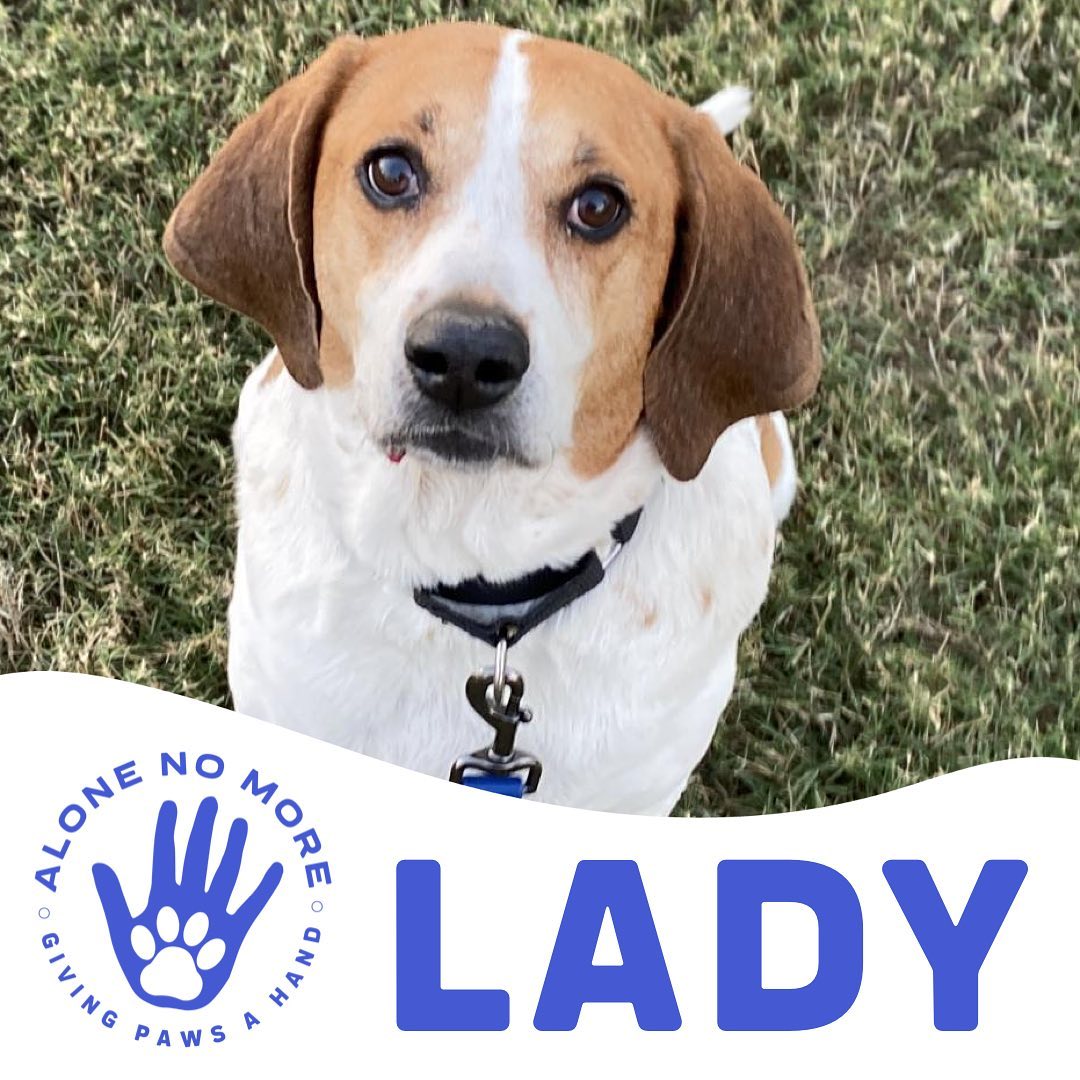 Little Lady joined us this week, she’s a 6yro <a target='_blank' href='https://www.instagram.com/explore/tags/HoundDog/'>#HoundDog</a> ready to find her forever! She’s an affectionate, wiggly love bug, and friendly with other dogs. 

<a target='_blank' href='https://www.instagram.com/explore/tags/adoptANM/'>#adoptANM</a> ⬇️
https://www.shelterluv.com/matchme/adopt/ANM/Dog