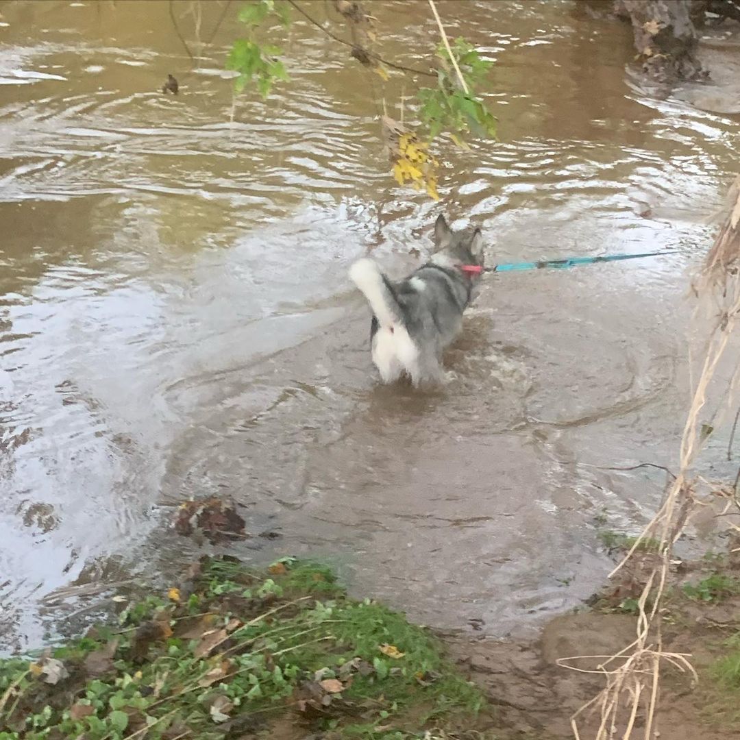 Ally (our sweet tripod available for adoption) loves water 💦 1st at the Beachwade and now the Monocacy River at a winery event. Lois slipped down the hill hence the mud 😂 surprise! Ally had no issues 🐾♥️🐾. She just wants to be with her foster mom.  <a target='_blank' href='https://www.instagram.com/explore/tags/chaampmalamutes/'>#chaampmalamutes</a> <a target='_blank' href='https://www.instagram.com/explore/tags/tripoddog/'>#tripoddog</a>