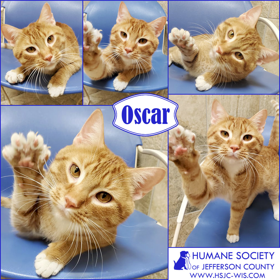 Hi, I'm Oscar! I'm a 1 year old red <a target='_blank' href='https://www.instagram.com/explore/tags/tabby/'>#tabby</a> who is active, energetic, and adventurous. I’m looking for a home where I’ll have lots of toys and a fun cat tree, because on the playfulness scale I’m a solid 9 out of 10! ⠀
⠀
Learn more at https://hsjc-wis.com/animal/?id=17142167 or click the link in our bio.⠀
⠀
<a target='_blank' href='https://www.instagram.com/explore/tags/adopt/'>#adopt</a> <a target='_blank' href='https://www.instagram.com/explore/tags/catsofinstagram/'>#catsofinstagram</a> <a target='_blank' href='https://www.instagram.com/explore/tags/adoptdontshop/'>#adoptdontshop</a> <a target='_blank' href='https://www.instagram.com/explore/tags/rescuecat/'>#rescuecat</a>