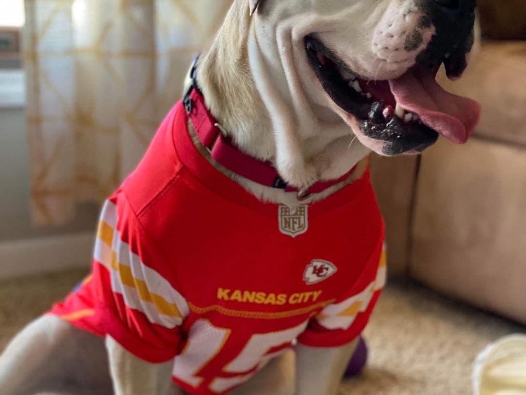 Franklin says… Happy Halloween… And go Chiefs!!!

Franklin is available for adoption through Lucky canine he is an amazing, sweet American  Bulldog Who is looking for his forever home…