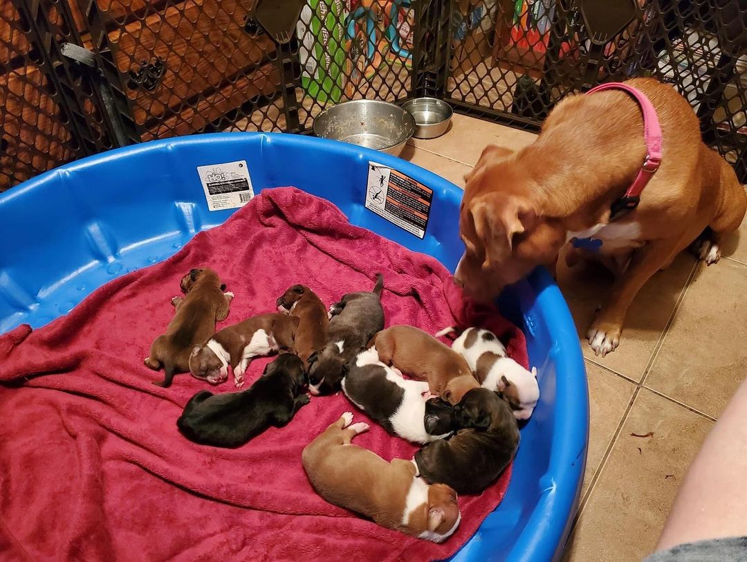 From Happy’s foster mom
I am so blessed to be allowed to watch these beautiful babies grow up. Happy is the best Momma!! 
*not available at this time*

<a target='_blank' href='https://www.instagram.com/explore/tags/blessed/'>#blessed</a> <a target='_blank' href='https://www.instagram.com/explore/tags/proudmomma/'>#proudmomma</a> <a target='_blank' href='https://www.instagram.com/explore/tags/happy/'>#happy</a> <a target='_blank' href='https://www.instagram.com/explore/tags/puppies/'>#puppies</a> <a target='_blank' href='https://www.instagram.com/explore/tags/adoptme/'>#adoptme</a> <a target='_blank' href='https://www.instagram.com/explore/tags/babies/'>#babies</a> <a target='_blank' href='https://www.instagram.com/explore/tags/seminolefl/'>#seminolefl</a> <a target='_blank' href='https://www.instagram.com/explore/tags/pinellascounty/'>#pinellascounty</a> <a target='_blank' href='https://www.instagram.com/explore/tags/fluffanimalrescue/'>#fluffanimalrescue</a>