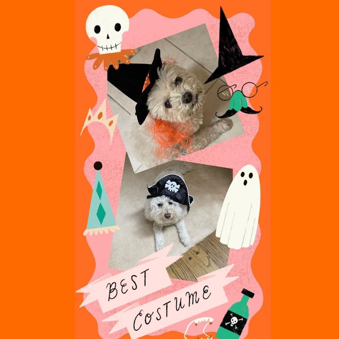 Tippi and Dodger checking in to wish everyone
a Happy Halloween! 🎃 
<a target='_blank' href='https://www.instagram.com/explore/tags/happyhalloween/'>#happyhalloween</a>
<a target='_blank' href='https://www.instagram.com/explore/tags/halloweenbichon/'>#halloweenbichon</a> 
<a target='_blank' href='https://www.instagram.com/explore/tags/bichonfrisefun/'>#bichonfrisefun</a>