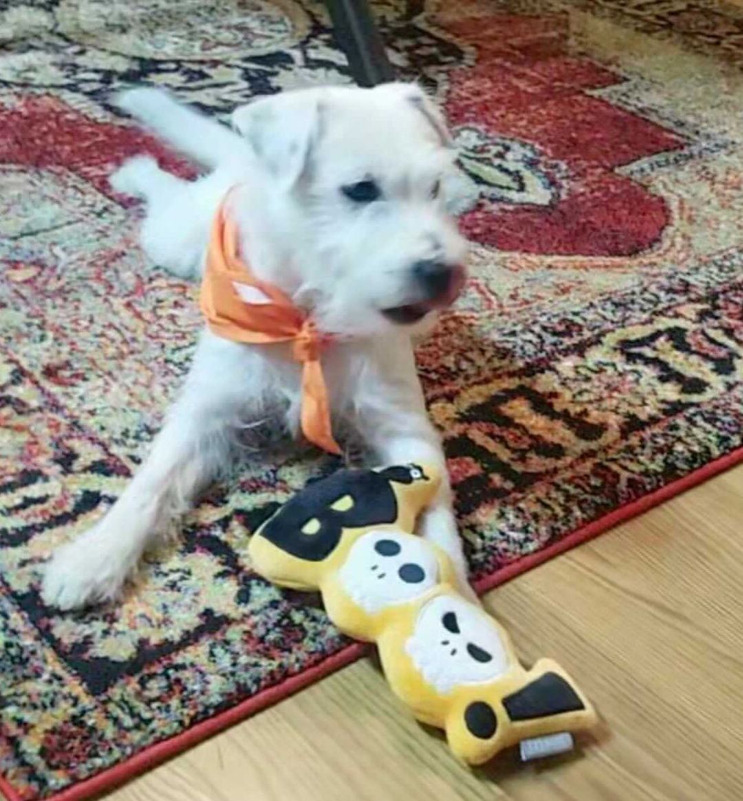 Hank the 🐝 Bee’s  bud Ace was our other door prize winner at the beginning of our Costume contest and received a @chewy Halloween gift box, just in time for Halloween! 🎃👻🧡

Thanks so much to Blane and Ace for their support!! Enjoy your prizes! 🥳🐶🧡

<a target='_blank' href='https://www.instagram.com/explore/tags/wholesomecontent/'>#wholesomecontent</a> <a target='_blank' href='https://www.instagram.com/explore/tags/dogsfordoxies/'>#dogsfordoxies</a> <a target='_blank' href='https://www.instagram.com/explore/tags/chewy/'>#chewy</a> <a target='_blank' href='https://www.instagram.com/explore/tags/onehappypup/'>#onehappypup</a> <a target='_blank' href='https://www.instagram.com/explore/tags/trickortreat/'>#trickortreat</a> <a target='_blank' href='https://www.instagram.com/explore/tags/goodboi/'>#goodboi</a> <a target='_blank' href='https://www.instagram.com/explore/tags/foragoodcause/'>#foragoodcause</a> <a target='_blank' href='https://www.instagram.com/explore/tags/feelgoodphoto/'>#feelgoodphoto</a> <a target='_blank' href='https://www.instagram.com/explore/tags/lazysunday/'>#lazysunday</a> <a target='_blank' href='https://www.instagram.com/explore/tags/playtime/'>#playtime</a> <a target='_blank' href='https://www.instagram.com/explore/tags/adoptdontshop/'>#adoptdontshop</a> <a target='_blank' href='https://www.instagram.com/explore/tags/dachshundrescue/'>#dachshundrescue</a>