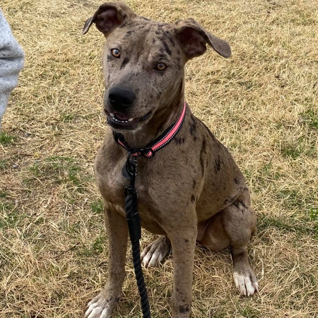 Nala is a 6 month old Merle pittie looking for a soft couch to crash on for a few weeks, or better yet an adoptive home! 

She is about 45 pounds, energetic and loves to play with other dogs. She is crate trained and potty trained on the appropriate schedule for her age. She lives with a cat that dislikes her and tries to engage the kitty in play. She respects being swatted. She is amazing with children, but She doesn’t realize her size, so keep size in mind if you have kiddos. 🥰 

She will be fixed, brought up to date on vaccinations, microchipped & dewormed! 
Located in Tri-Cities, WA | Apply at: https://www.shelterluv.com/embed/animal/TPBP-A-640

*Nala is being surrendered due to no fault of her own. Life is changing for her humans and it’s causing her mom to work a lot longer hours. This isn’t fair for Nala, please keep negative comments to yourself.