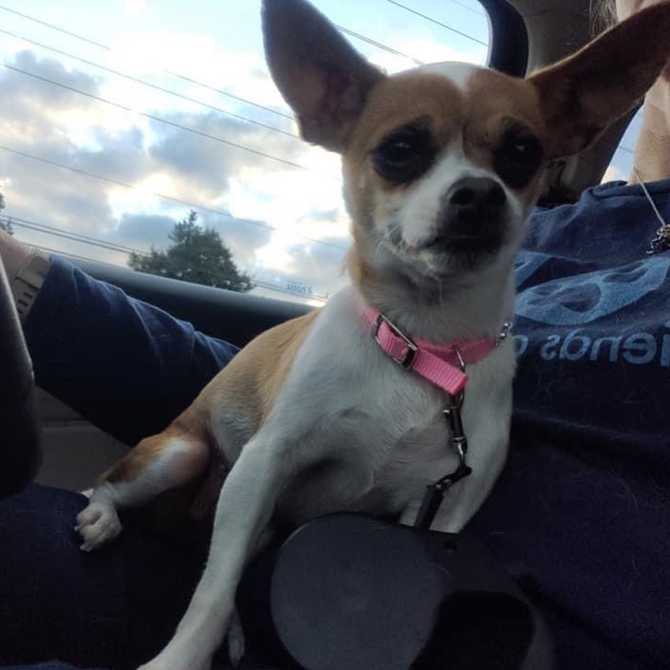 Meet Ellie Mae. She is 100% Chihuahua, complete with little dog syndrome. All 5 pounds of her is full of sass. 100% prefers women over men. She can get used to a man in the home, but it will take patience and lots of work. She needs a quiet adult home. No children under 10. She is house trained, crate trained, and will worship her main person. She is fine with other dogs. If you’d like to learn more or meet her, just fill out a non-binding adoption application at FORrescue.net. Email info@FORrescue.net with any questions. 
<a target='_blank' href='https://www.instagram.com/explore/tags/elliemae/'>#elliemae</a> <a target='_blank' href='https://www.instagram.com/explore/tags/chihuahua/'>#chihuahua</a> <a target='_blank' href='https://www.instagram.com/explore/tags/rescuedog/'>#rescuedog</a> <a target='_blank' href='https://www.instagram.com/explore/tags/fosterdog/'>#fosterdog</a> <a target='_blank' href='https://www.instagram.com/explore/tags/dog/'>#dog</a> <a target='_blank' href='https://www.instagram.com/explore/tags/dogsofinstagram/'>#dogsofinstagram</a> <a target='_blank' href='https://www.instagram.com/explore/tags/adoptdontshop/'>#adoptdontshop</a> <a target='_blank' href='https://www.instagram.com/explore/tags/spayandneuter/'>#spayandneuter</a> <a target='_blank' href='https://www.instagram.com/explore/tags/friendsofrescue/'>#friendsofrescue</a> <a target='_blank' href='https://www.instagram.com/explore/tags/forrescue/'>#forrescue</a>