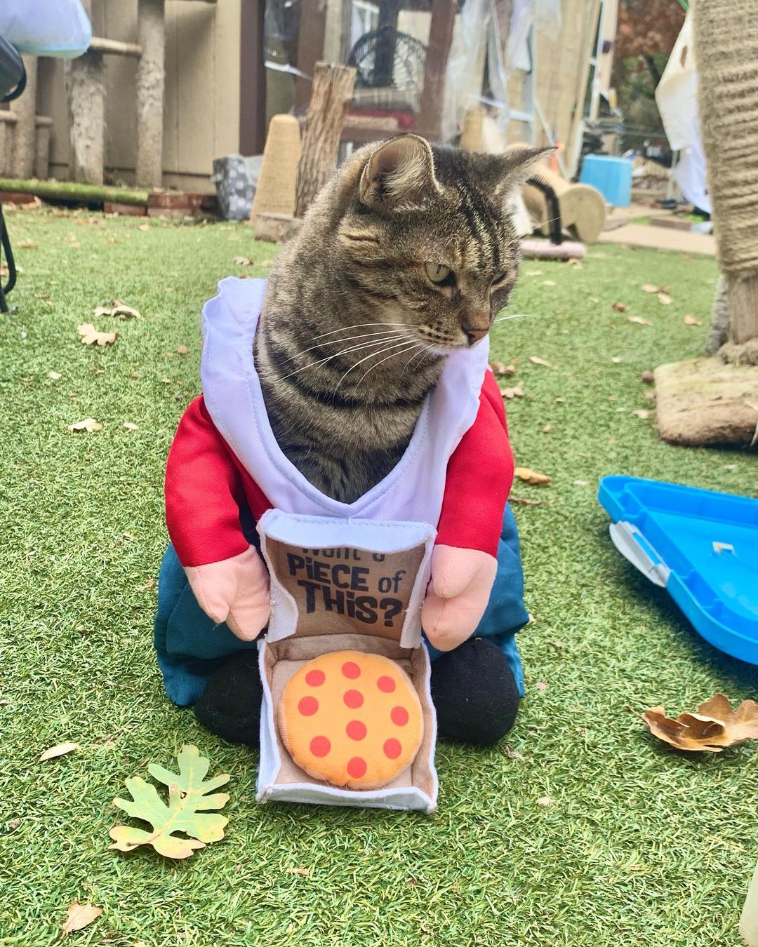 Happy Halloween from kitties at Fat Kitty City Sanctuary! Hope you all had a safe day. We did and we are grateful for the snacks and love the kitties received on this lovely day… The cats were trick-or-treating for Temptations all day!
.
.
.
.
.
.
<a target='_blank' href='https://www.instagram.com/explore/tags/sanctuarylife/'>#sanctuarylife</a> <a target='_blank' href='https://www.instagram.com/explore/tags/rescuekitties/'>#rescuekitties</a> <a target='_blank' href='https://www.instagram.com/explore/tags/fatkittycity/'>#fatkittycity</a> <a target='_blank' href='https://www.instagram.com/explore/tags/fatkittycitysanctuary/'>#fatkittycitysanctuary</a> <a target='_blank' href='https://www.instagram.com/explore/tags/catworld/'>#catworld</a> <a target='_blank' href='https://www.instagram.com/explore/tags/rescuecats/'>#rescuecats</a> <a target='_blank' href='https://www.instagram.com/explore/tags/sanctuary/'>#sanctuary</a> <a target='_blank' href='https://www.instagram.com/explore/tags/catrescue/'>#catrescue</a> <a target='_blank' href='https://www.instagram.com/explore/tags/helpingcats/'>#helpingcats</a> <a target='_blank' href='https://www.instagram.com/explore/tags/eldoradohills/'>#eldoradohills</a> <a target='_blank' href='https://www.instagram.com/explore/tags/folsomca/'>#folsomca</a> <a target='_blank' href='https://www.instagram.com/explore/tags/lifesanctuary/'>#lifesanctuary</a> <a target='_blank' href='https://www.instagram.com/explore/tags/catadoptions/'>#catadoptions</a> <a target='_blank' href='https://www.instagram.com/explore/tags/rescuecatsofinstagram/'>#rescuecatsofinstagram</a> <a target='_blank' href='https://www.instagram.com/explore/tags/specialneedscats/'>#specialneedscats</a> <a target='_blank' href='https://www.instagram.com/explore/tags/cateyes/'>#cateyes</a> <a target='_blank' href='https://www.instagram.com/explore/tags/feralrescues/'>#feralrescues</a> <a target='_blank' href='https://www.instagram.com/explore/tags/nonprofitsanctuary/'>#nonprofitsanctuary</a> <a target='_blank' href='https://www.instagram.com/explore/tags/5freedoms/'>#5freedoms</a> <a target='_blank' href='https://www.instagram.com/explore/tags/catsincostumes/'>#catsincostumes</a> <a target='_blank' href='https://www.instagram.com/explore/tags/funnycats/'>#funnycats</a> <a target='_blank' href='https://www.instagram.com/explore/tags/halloweencostume/'>#halloweencostume</a> <a target='_blank' href='https://www.instagram.com/explore/tags/halloween2021/'>#halloween2021</a>