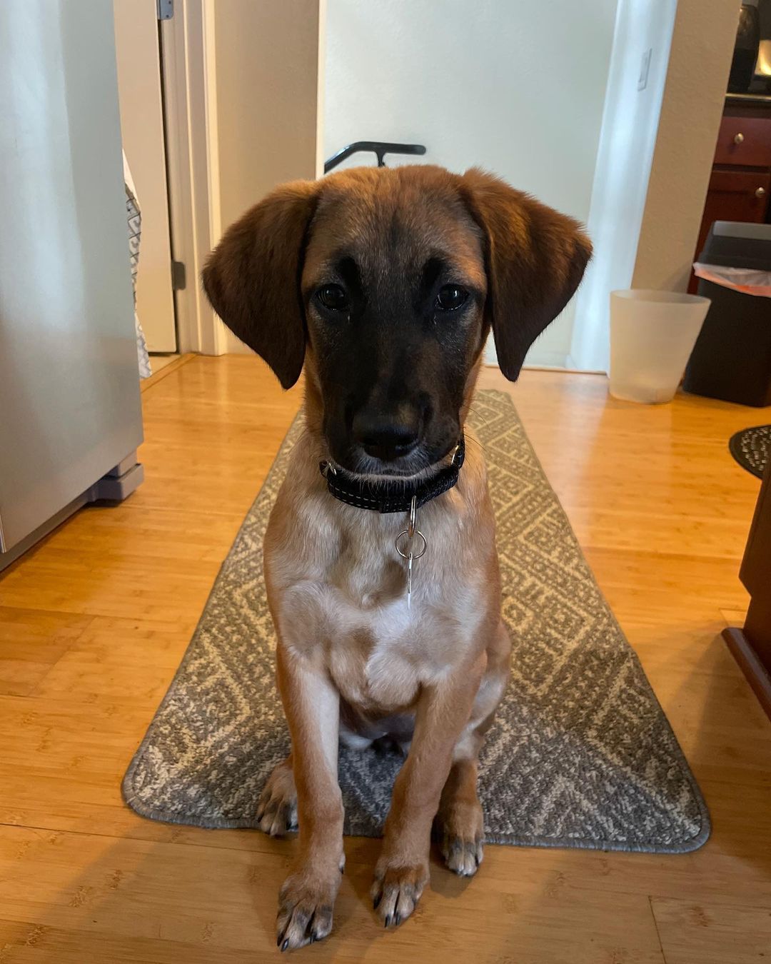 𝐄𝐌𝐄𝐑𝐘 🐕APPLICATION CLOSED
Age: 9 months old old
Gender: F
Weight: 42lbs
Breed: Shepherd/Hound mix
Dog: ✔️
Kids: ✔️
Cats: N/A
House-trained: ✔️
Crate trained: In Training
Leash: ✔️
Fostered In: Oakland, CA
____

Meet Emery! 🐶 Emery is an adorable 9 months old Shepherd/Hound mix puppy. Emery loves playing with other dogs outside and is great with people. She is working on walking on a leash, she does pull a bit and gets curious, but overall does great on walks. She knows basic commands: sit, shake, down, come, stay and is learning 