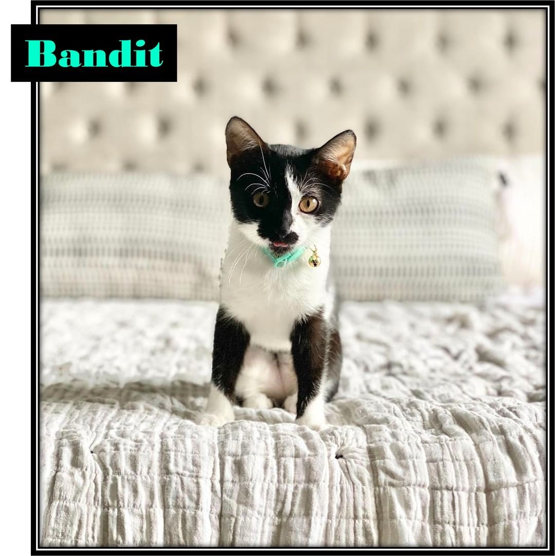 💖🏡💖 Forever Home Update: “Bandit is doing great!! We are so happy we made the decision to bring her home!  She is such a sweet and affectionate little girl.  It’s been lovely to see how comfortable and confident she is becoming in her new home. She is playing, napping & exploring at all times! 

�Bandit loves her cat tree, her feather toy, sleeping on the bed with mom and dad, and her royal canin wet food!  We love her so much and appreciate Frisco Humane Society for bringing her into our lives!”