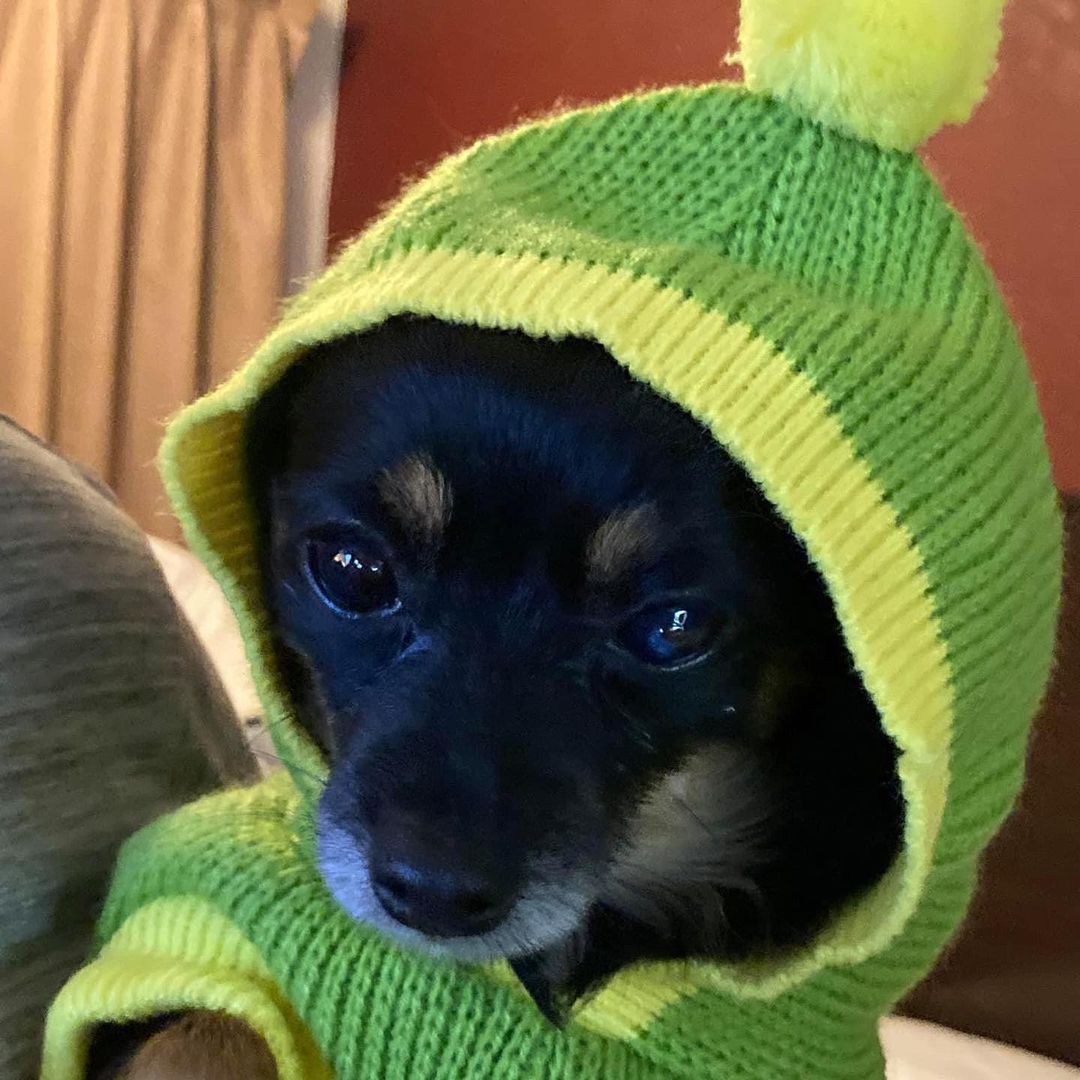 It’s TINY Sweatah Weathah!!!!
Show us your DOGS in SWEATERS with <a target='_blank' href='https://www.instagram.com/explore/tags/TPRescue/'>#TPRescue</a> 🐾