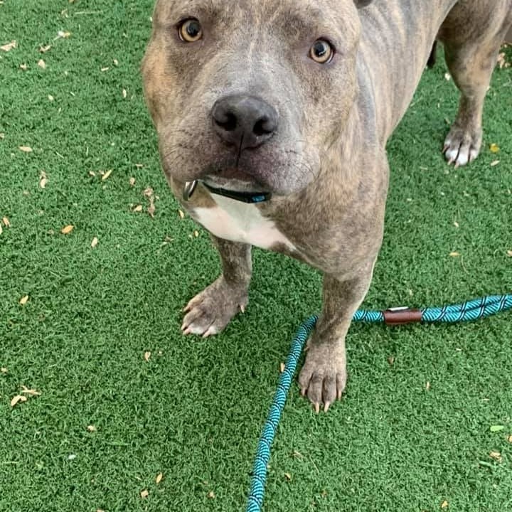 Barely older than a puppy, Canyon longingly looks at the other dogs whenever he's outside. If he could talk to us, we are pretty sure he would say he wanted to play with them. When out in the yard he has an adorable little trot as he comes running for treats, one of his fave things! 

Majestic looking Canyon is quite the babe and a bit of a charmer as well! Canyon had several dog friends before he came to us and is hoping to get right back into a home since shelter life is not what he is used to. 

11 months old, 52 pounds, G O R G E O U S 
Fill out an application today ⬇️
FOSTER: https://www.icarestl.org/foster
ADOPT: https://www.icarestl.org/adopt-a-dog 
Walk-in adoptions welcome Tuesday-Sunday, 11AM-5 PM
<a target='_blank' href='https://www.instagram.com/explore/tags/DogsofInstagram/'>#DogsofInstagram</a> <a target='_blank' href='https://www.instagram.com/explore/tags/CareSTLDogs/'>#CareSTLDogs</a> <a target='_blank' href='https://www.instagram.com/explore/tags/FosteringSavesLives/'>#FosteringSavesLives</a>