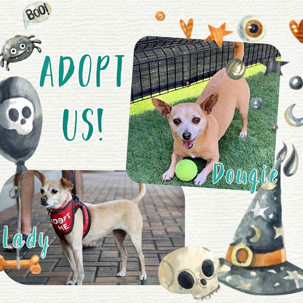 Happy Halloween weekend! 👻 🎃 We are all treats over here with Lady and Dougie at Petsmart Aliso Viejo today - they’re looking for their forever home. Could that be you? Come by and meet them from 1100-330!
.
.
.
.

<a target='_blank' href='https://www.instagram.com/explore/tags/rescue/'>#rescue</a> <a target='_blank' href='https://www.instagram.com/explore/tags/rescuedogs/'>#rescuedogs</a> <a target='_blank' href='https://www.instagram.com/explore/tags/savealife/'>#savealife</a> <a target='_blank' href='https://www.instagram.com/explore/tags/adoptdontshop/'>#adoptdontshop</a> <a target='_blank' href='https://www.instagram.com/explore/tags/newbeginningsforanimals/'>#newbeginningsforanimals</a> <a target='_blank' href='https://www.instagram.com/explore/tags/NBFA/'>#NBFA</a> <a target='_blank' href='https://www.instagram.com/explore/tags/orangecountyrescues/'>#orangecountyrescues</a> <a target='_blank' href='https://www.instagram.com/explore/tags/southerncalifornia/'>#southerncalifornia</a> <a target='_blank' href='https://www.instagram.com/explore/tags/alisoviejo/'>#alisoviejo</a> <a target='_blank' href='https://www.instagram.com/explore/tags/adopt/'>#adopt</a> <a target='_blank' href='https://www.instagram.com/explore/tags/adoption/'>#adoption</a> <a target='_blank' href='https://www.instagram.com/explore/tags/pets/'>#pets</a> <a target='_blank' href='https://www.instagram.com/explore/tags/dog/'>#dog</a> <a target='_blank' href='https://www.instagram.com/explore/tags/missionviejo/'>#missionviejo</a> <a target='_blank' href='https://www.instagram.com/explore/tags/rescuedogsofinstagram/'>#rescuedogsofinstagram</a> <a target='_blank' href='https://www.instagram.com/explore/tags/nonprofit/'>#nonprofit</a> <a target='_blank' href='https://www.instagram.com/explore/tags/rescueismyfavoritebreed/'>#rescueismyfavoritebreed</a> <a target='_blank' href='https://www.instagram.com/explore/tags/upforadoption/'>#upforadoption</a> <a target='_blank' href='https://www.instagram.com/explore/tags/petsmartcharaties/'>#petsmartcharaties</a> <a target='_blank' href='https://www.instagram.com/explore/tags/rescuedogsrule/'>#rescuedogsrule</a> <a target='_blank' href='https://www.instagram.com/explore/tags/theonesinneedarethebestbreed/'>#theonesinneedarethebestbreed</a> <a target='_blank' href='https://www.instagram.com/explore/tags/adoptme/'>#adoptme</a> <a target='_blank' href='https://www.instagram.com/explore/tags/picme/'>#picme</a> <a target='_blank' href='https://www.instagram.com/explore/tags/petsmart/'>#petsmart</a> <a target='_blank' href='https://www.instagram.com/explore/tags/rescuevolunteers/'>#rescuevolunteers</a> <a target='_blank' href='https://www.instagram.com/explore/tags/volunteers/'>#volunteers</a> <a target='_blank' href='https://www.instagram.com/explore/tags/saturday/'>#saturday</a> <a target='_blank' href='https://www.instagram.com/explore/tags/weekend/'>#weekend</a> <a target='_blank' href='https://www.instagram.com/explore/tags/meetandgreet/'>#meetandgreet</a> <a target='_blank' href='https://www.instagram.com/explore/tags/dogurday/'>#dogurday</a>