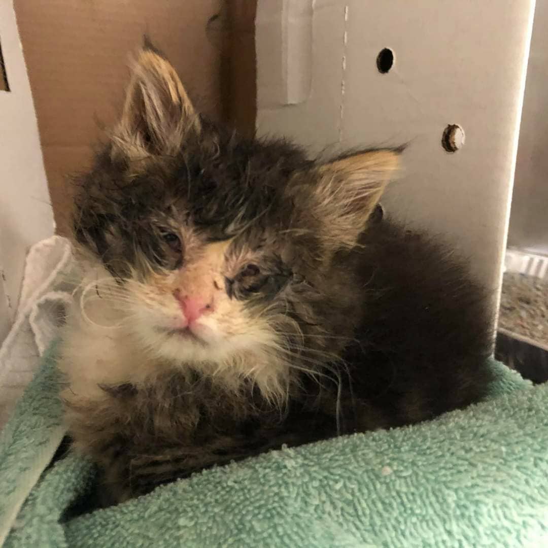 Everytime one of our cats gets adopted there's always someone left in tears. We love all of our cats so much & we put so much energy, time, care, and love into them so they can get to this point. 

9 out of 10 times when these fur balls come to us, they're so little and/or in really bad shape. But we take them into our arms & hearts and we are there with them every step of the way. We become attached and invested in every bit of them. 

So tonight we will cry sad and happy tears, and then tomorrow we will start all over again with another cat. Why? Because we love bringing love into lives and homes. Congrats and Happy Adoption Day Tidbit! We know that you will keep your new feline bro-da busy with play and your new Cat dad's heart filled with love. We'll miss you.