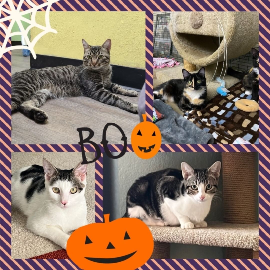 HALLOWEEN CAT ADOPTION EVENT,  today til 4 pm at the Aliso Viejo PetSmart.  We are there  til 4 pm today.  <a target='_blank' href='https://www.instagram.com/explore/tags/halloween/'>#halloween</a> <a target='_blank' href='https://www.instagram.com/explore/tags/petsmartcharities/'>#petsmartcharities</a> <a target='_blank' href='https://www.instagram.com/explore/tags/petsmart_aliso_viejo/'>#petsmart_aliso_viejo</a>