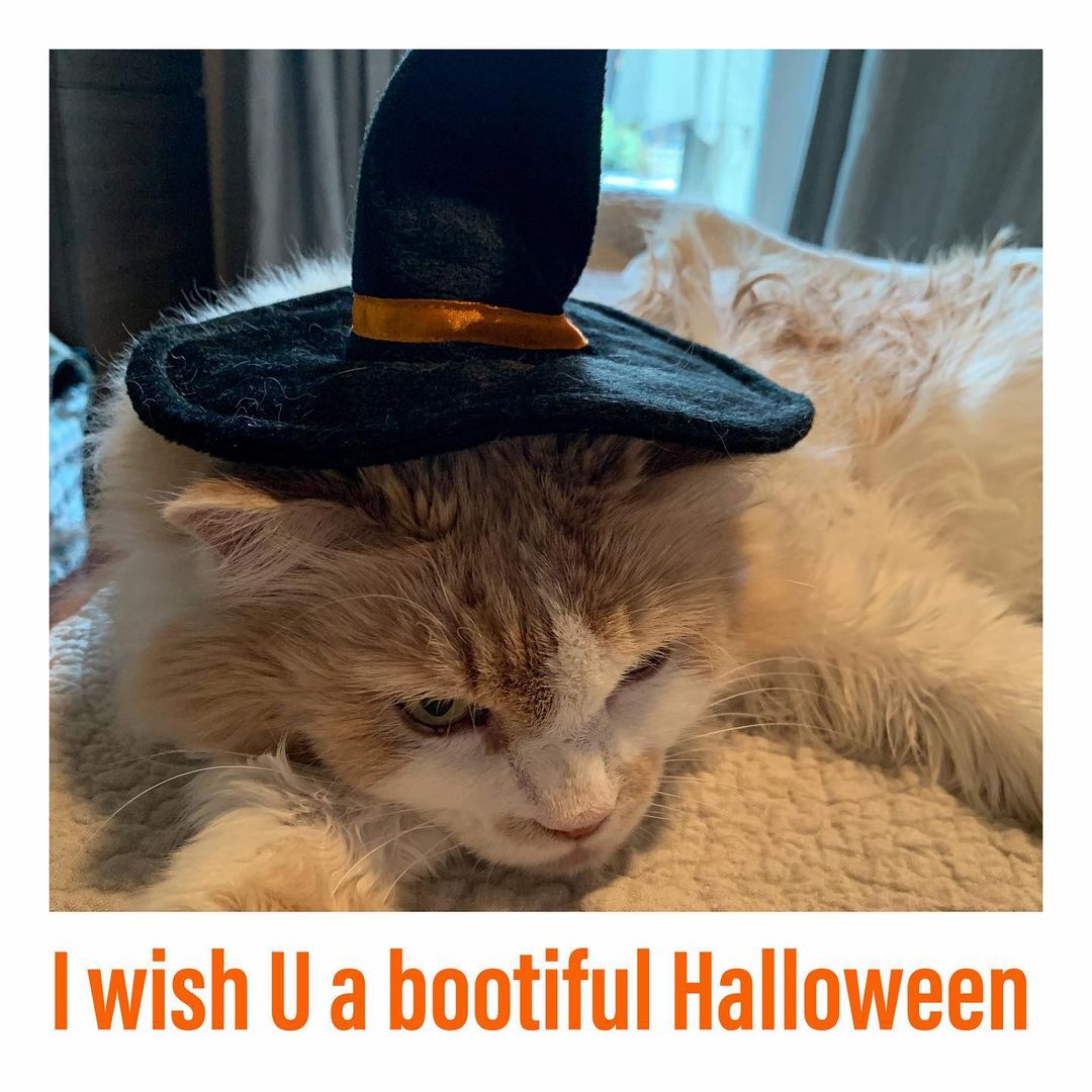 🎃🎃🎃🎃🎃🎃🎃🎃🎃
MEOWLLOWEEN 2021
“Wake me up when Halloween is over, human”
Buddy

<a target='_blank' href='https://www.instagram.com/explore/tags/instacat/'>#instacat</a> <a target='_blank' href='https://www.instagram.com/explore/tags/instapet/'>#instapet</a> <a target='_blank' href='https://www.instagram.com/explore/tags/cat/'>#cat</a> <a target='_blank' href='https://www.instagram.com/explore/tags/lovecats/'>#lovecats</a> <a target='_blank' href='https://www.instagram.com/explore/tags/adoptdontshop/'>#adoptdontshop</a> <a target='_blank' href='https://www.instagram.com/explore/tags/kittens/'>#kittens</a> <a target='_blank' href='https://www.instagram.com/explore/tags/kitty/'>#kitty</a> <a target='_blank' href='https://www.instagram.com/explore/tags/rescuecats/'>#rescuecats</a> <a target='_blank' href='https://www.instagram.com/explore/tags/rescue/'>#rescue</a> <a target='_blank' href='https://www.instagram.com/explore/tags/13thstcatssanjose/'>#13thstcatssanjose</a> <a target='_blank' href='https://www.instagram.com/explore/tags/california/'>#california</a>  <a target='_blank' href='https://www.instagram.com/explore/tags/love/'>#love</a> <a target='_blank' href='https://www.instagram.com/explore/tags/catsofinstagram/'>#catsofinstagram</a> <a target='_blank' href='https://www.instagram.com/explore/tags/halloweencostume/'>#halloweencostume</a> <a target='_blank' href='https://www.instagram.com/explore/tags/halloween/'>#halloween</a> <a target='_blank' href='https://www.instagram.com/explore/tags/halloween2021/'>#halloween2021</a> <a target='_blank' href='https://www.instagram.com/explore/tags/catcostume/'>#catcostume</a> <a target='_blank' href='https://www.instagram.com/explore/tags/buddy/'>#buddy</a> <a target='_blank' href='https://www.instagram.com/explore/tags/orangecat/'>#orangecat</a>