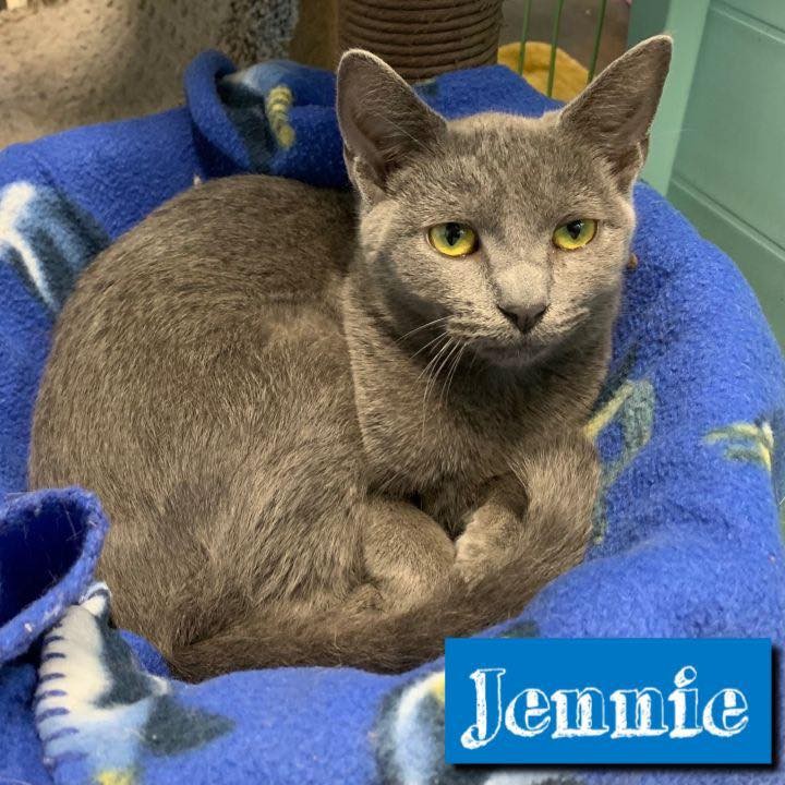 Meet bonded sisters Jennie & Natalie at KittenPalooza this weekend at @catnipcatcafe

https://www.petfinder.com/cat/jennie-natalie-53321875/va/norfolk/feral-affairs-network-va799/

😻<a target='_blank' href='https://www.instagram.com/explore/tags/adoptFAN/'>#adoptFAN</a>
Visit: https://feralaffairs.petfinder.com
 
<a target='_blank' href='https://www.instagram.com/explore/tags/communitycats/'>#communitycats</a>
<a target='_blank' href='https://www.instagram.com/explore/tags/TNR/'>#TNR</a> <a target='_blank' href='https://www.instagram.com/explore/tags/TNRworks/'>#TNRworks</a>
<a target='_blank' href='https://www.instagram.com/explore/tags/FeralAffairsNetwork/'>#FeralAffairsNetwork</a>
<a target='_blank' href='https://www.instagram.com/explore/tags/kittens/'>#kittens</a> <a target='_blank' href='https://www.instagram.com/explore/tags/cats/'>#cats</a> 
<a target='_blank' href='https://www.instagram.com/explore/tags/fosteringsaveslives/'>#fosteringsaveslives</a>
<a target='_blank' href='https://www.instagram.com/explore/tags/TrapNeuterReturn/'>#TrapNeuterReturn</a>
<a target='_blank' href='https://www.instagram.com/explore/tags/TrapNeuterReturnMaintain/'>#TrapNeuterReturnMaintain</a>
<a target='_blank' href='https://www.instagram.com/explore/tags/TeamFAN/'>#TeamFAN</a>

🙌<a target='_blank' href='https://www.instagram.com/explore/tags/supportFAN/'>#supportFAN</a>
https://www.paypal.me/feralaffairs