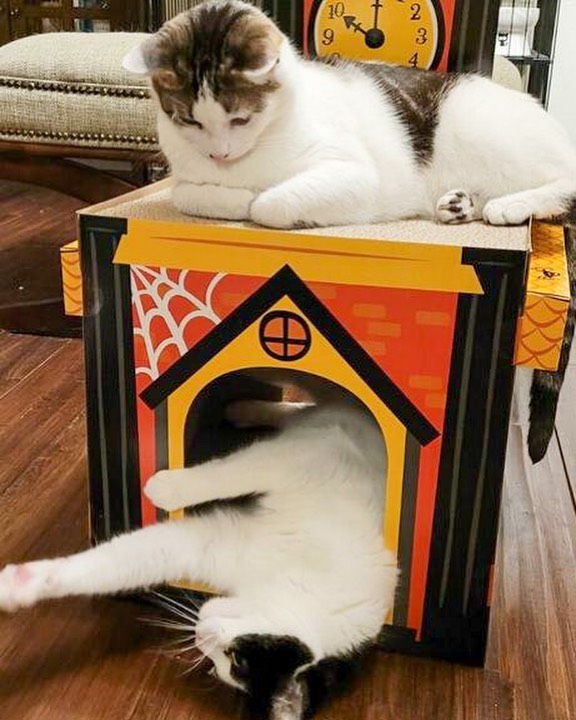 🎃🎃🎃🎃🎃🎃🎃🎃🎃🎃🎃🎃
MEOWLLOWEEN 2021
Apollo and Artemis working on a haunted house decoration.

<a target='_blank' href='https://www.instagram.com/explore/tags/instacat/'>#instacat</a> <a target='_blank' href='https://www.instagram.com/explore/tags/instapet/'>#instapet</a> <a target='_blank' href='https://www.instagram.com/explore/tags/cat/'>#cat</a> <a target='_blank' href='https://www.instagram.com/explore/tags/lovecats/'>#lovecats</a> <a target='_blank' href='https://www.instagram.com/explore/tags/adoptdontshop/'>#adoptdontshop</a> <a target='_blank' href='https://www.instagram.com/explore/tags/kittens/'>#kittens</a> <a target='_blank' href='https://www.instagram.com/explore/tags/kitty/'>#kitty</a> <a target='_blank' href='https://www.instagram.com/explore/tags/rescuecats/'>#rescuecats</a> <a target='_blank' href='https://www.instagram.com/explore/tags/rescue/'>#rescue</a> <a target='_blank' href='https://www.instagram.com/explore/tags/13thstcatssanjose/'>#13thstcatssanjose</a> <a target='_blank' href='https://www.instagram.com/explore/tags/california/'>#california</a>  <a target='_blank' href='https://www.instagram.com/explore/tags/love/'>#love</a> <a target='_blank' href='https://www.instagram.com/explore/tags/catsofinstagram/'>#catsofinstagram</a> <a target='_blank' href='https://www.instagram.com/explore/tags/meow/'>#meow</a> <a target='_blank' href='https://www.instagram.com/explore/tags/meowloween/'>#meowloween</a> <a target='_blank' href='https://www.instagram.com/explore/tags/halloween/'>#halloween</a> <a target='_blank' href='https://www.instagram.com/explore/tags/halloween2021/'>#halloween2021</a> <a target='_blank' href='https://www.instagram.com/explore/tags/hauntedhouse/'>#hauntedhouse</a>