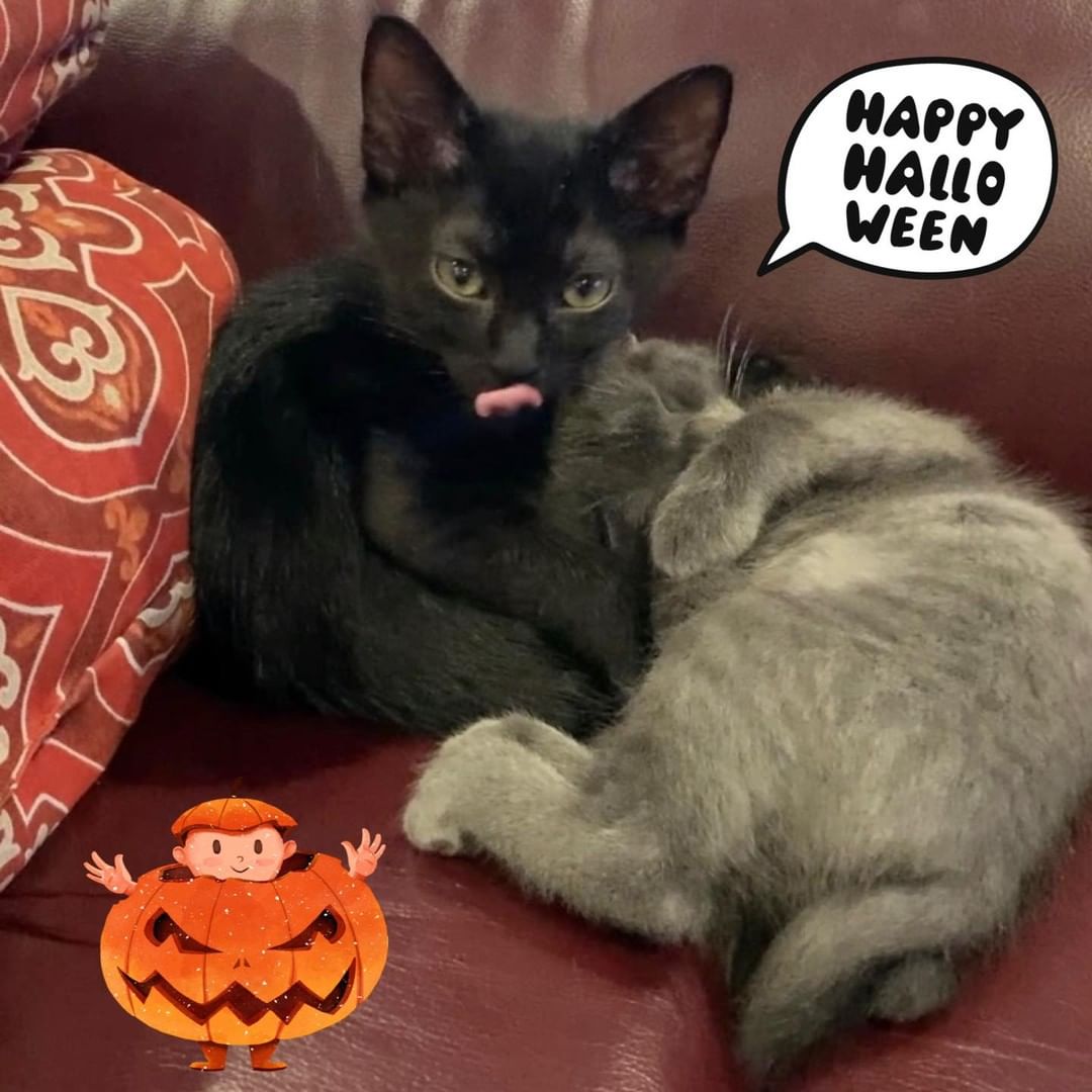 Happy Halloween from Pharrell & Fayze … visit us at @CatnipCatCafe for our last day at <a target='_blank' href='https://www.instagram.com/explore/tags/KittenPalooza/'>#KittenPalooza</a> 👻 🎃 <a target='_blank' href='https://www.instagram.com/explore/tags/adoptFAN/'>#adoptFAN</a>