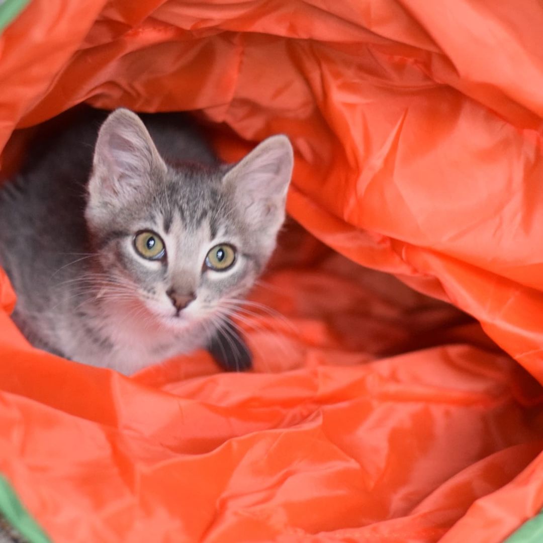 Hey. I love you. My name is Lentil and I love everyone and everything. I'm a 13-week-old gray female tabby in search of a forever home. Got other people in your house? Great, I love them. Got other cats? Love 'em. Got dogs? I love those too. I'm just super social and loving regardless of anything. My absolute best friend in the whole wide world is my tuxedo foster sister Mable. She also loves everyone and everything in the whole wide world just like I do. Even with other cats and kittens in our foster home, we always stick together to wrestle and cuddle, we make the best of friends! I promise if you just come meet us, you'll absolutely fall in love with us. We've ready fallen in love with you! Adoption fee: $125. Adopt a pair: $200. Fee includes testing, deworming, vaccinations, spay/neuter, microchip and 30 days of free pet insurance.
Apply at https://form.jotform.us/72344550240144

<a target='_blank' href='https://www.instagram.com/explore/tags/Rescue/'>#Rescue</a> <a target='_blank' href='https://www.instagram.com/explore/tags/catstagram/'>#catstagram</a> <a target='_blank' href='https://www.instagram.com/explore/tags/kitten/'>#kitten</a> <a target='_blank' href='https://www.instagram.com/explore/tags/graytabby/'>#graytabby</a>