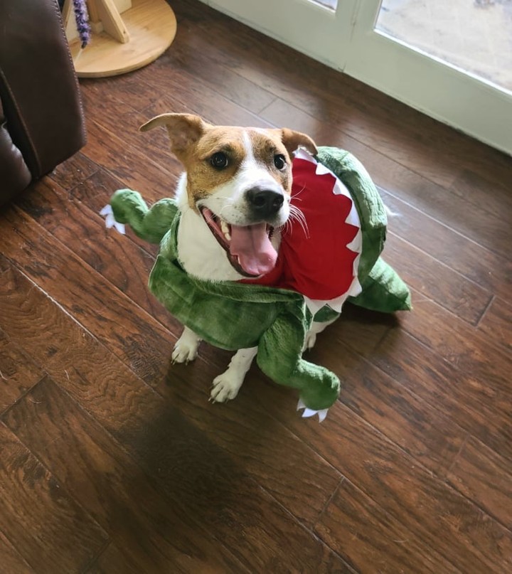 🎃 Pancake needs your help! It's his first-time trick or treating and he just doesn't know what to be. His foster mom told him they could do a photo shoot and ask the Facebook people what he should dress up as. A ferocious dinosaur? Super Pancake? A football player? Or maybe a smiley shark? What do you think Pancake should be?  <a target='_blank' href='https://www.instagram.com/explore/tags/LAPdog/'>#LAPdog</a> <a target='_blank' href='https://www.instagram.com/explore/tags/HalloweenDog/'>#HalloweenDog</a> <a target='_blank' href='https://www.instagram.com/explore/tags/HappyHalloween/'>#HappyHalloween</a> <a target='_blank' href='https://www.instagram.com/explore/tags/TrickOrTreat/'>#TrickOrTreat</a> <a target='_blank' href='https://www.instagram.com/explore/tags/AdoptMe/'>#AdoptMe</a>  <a target='_blank' href='https://www.instagram.com/explore/tags/PancakePuppy/'>#PancakePuppy</a> 

🦖Check out Pancake's Petfinder profile here. 
https://www.petfinder.com/dog/pancake-51236029/tx/dallas/league-of-animal-protectors-tx1617/

🦈Adopt Pancake here.
https://www.laprescue.org/adoption-app-.html