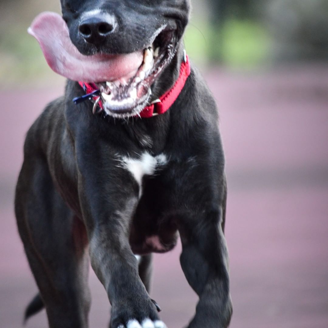 Have you ever literally laughed out loud when opening your email and seeing a picture?! That's totally what happened when we saw these pics of Dorado from his foster mom!!

Aside from adding extra humor to your days, his foster mom says he is also quite the snuggler and will do just about anything for an extra belly rub. And if you want to pick him up and hold him like a baby, he's ready! 😂 What a ham this guy is!!!

He's having a great time playing and getting special treats with his foster sister and can we please brag about about how smart and awesome he is!

✅ Potty and Crate trained
✅ LOVES dogs
✅ Knows almost a dozen commands
✅ Gives great kisses
✅ Loves to go for walks
✅ Exceptionally LONG tongue 👅 👅
✅ Entertaining 
✅ Enjoys looking out the window!

Almost 2 y/o, 50 pounds, I N S T A G R A M - R E A D Y 
Fill out an application today ⬇️
ADOPT: https://www.icarestl.org/adopt-a-dog 
Walk-in adoptions welcome Tuesday-Sunday, 11AM-5 PM
To celebrate National-Adopt-a-Shelter-Pet Month, all dogs and cats over 1 year old have a reduced adoption fee of $25 (just a few more days!!)
<a target='_blank' href='https://www.instagram.com/explore/tags/DogsofInstagram/'>#DogsofInstagram</a> <a target='_blank' href='https://www.instagram.com/explore/tags/CareSTLDogs/'>#CareSTLDogs</a> <a target='_blank' href='https://www.instagram.com/explore/tags/AdoptionSavesLives/'>#AdoptionSavesLives</a> <a target='_blank' href='https://www.instagram.com/explore/tags/NewBestFriend/'>#NewBestFriend</a> <a target='_blank' href='https://www.instagram.com/explore/tags/ForeverFriend/'>#ForeverFriend</a> <a target='_blank' href='https://www.instagram.com/explore/tags/AdoptAShelterDog/'>#AdoptAShelterDog</a>