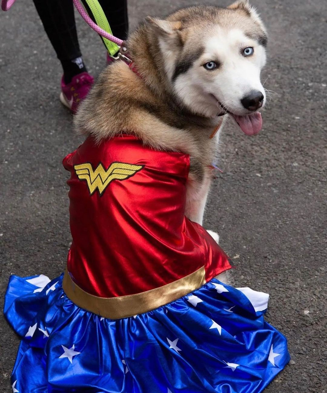 Happy Halloween! Just a few of our <a target='_blank' href='https://www.instagram.com/explore/tags/adopted/'>#adopted</a> rescues in their Halloween costumes! 🎃