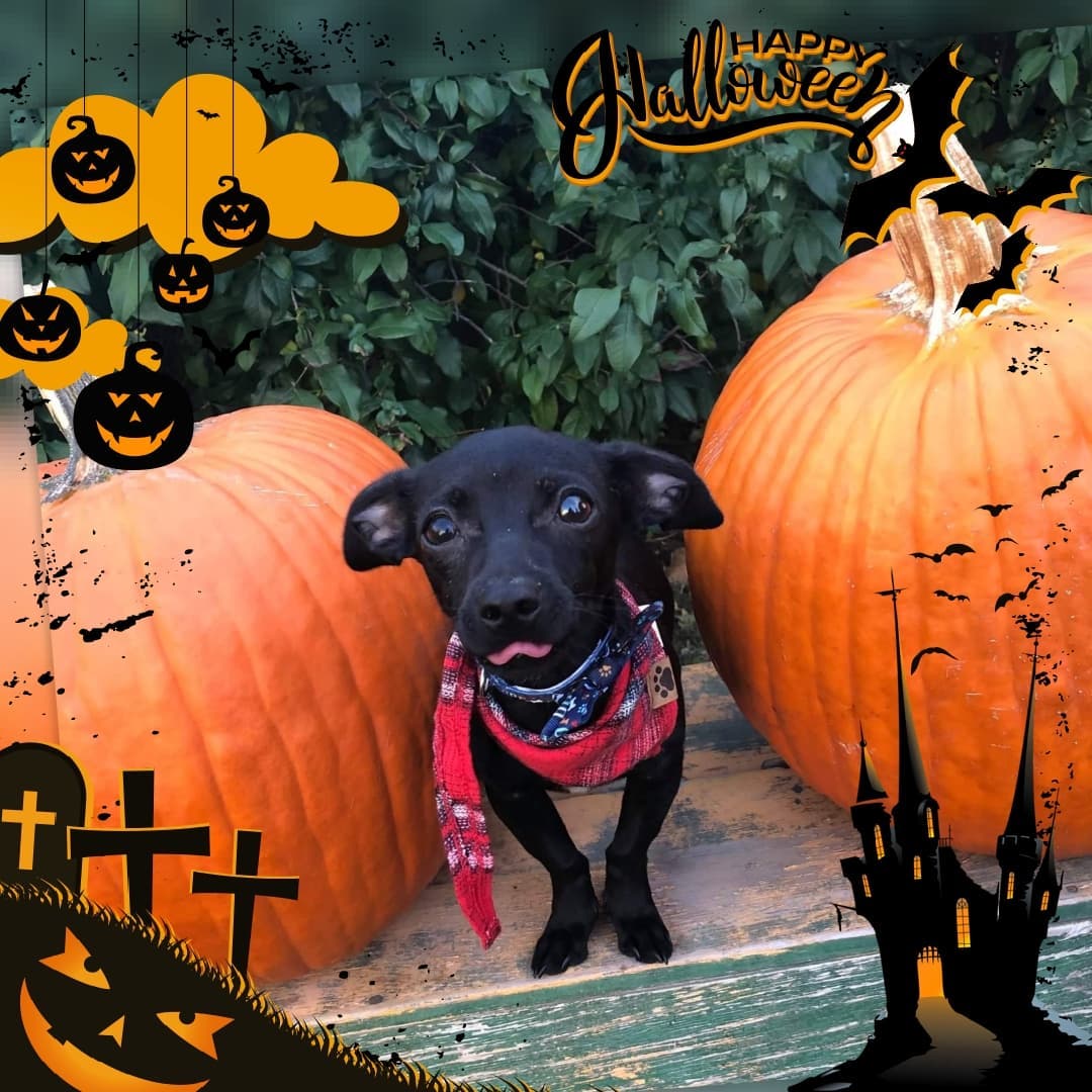 Happy Halloweenie 🎃🖤🎃🖤🎃🖤🎃
Keep those bowls up and away from your four legged friends and from the front door. Have a safe trick or treat day!
<a target='_blank' href='https://www.instagram.com/explore/tags/happyhalloween/'>#happyhalloween</a> <a target='_blank' href='https://www.instagram.com/explore/tags/halloweenie/'>#halloweenie</a> <a target='_blank' href='https://www.instagram.com/explore/tags/chiweenie/'>#chiweenie</a> <a target='_blank' href='https://www.instagram.com/explore/tags/chiweeniesofinstagram/'>#chiweeniesofinstagram</a> <a target='_blank' href='https://www.instagram.com/explore/tags/chihuahuasofinstagram/'>#chihuahuasofinstagram</a> <a target='_blank' href='https://www.instagram.com/explore/tags/chi/'>#chi</a> <a target='_blank' href='https://www.instagram.com/explore/tags/dachshundmix/'>#dachshundmix</a> <a target='_blank' href='https://www.instagram.com/explore/tags/doxiemix/'>#doxiemix</a> <a target='_blank' href='https://www.instagram.com/explore/tags/adoptdontshop/'>#adoptdontshop</a> <a target='_blank' href='https://www.instagram.com/explore/tags/adopt/'>#adopt</a> <a target='_blank' href='https://www.instagram.com/explore/tags/foster/'>#foster</a> <a target='_blank' href='https://www.instagram.com/explore/tags/blackdog/'>#blackdog</a> <a target='_blank' href='https://www.instagram.com/explore/tags/puppylife/'>#puppylife</a> <a target='_blank' href='https://www.instagram.com/explore/tags/puppiesofinstagram/'>#puppiesofinstagram</a> <a target='_blank' href='https://www.instagram.com/explore/tags/onepawatatime/'>#onepawatatime</a>