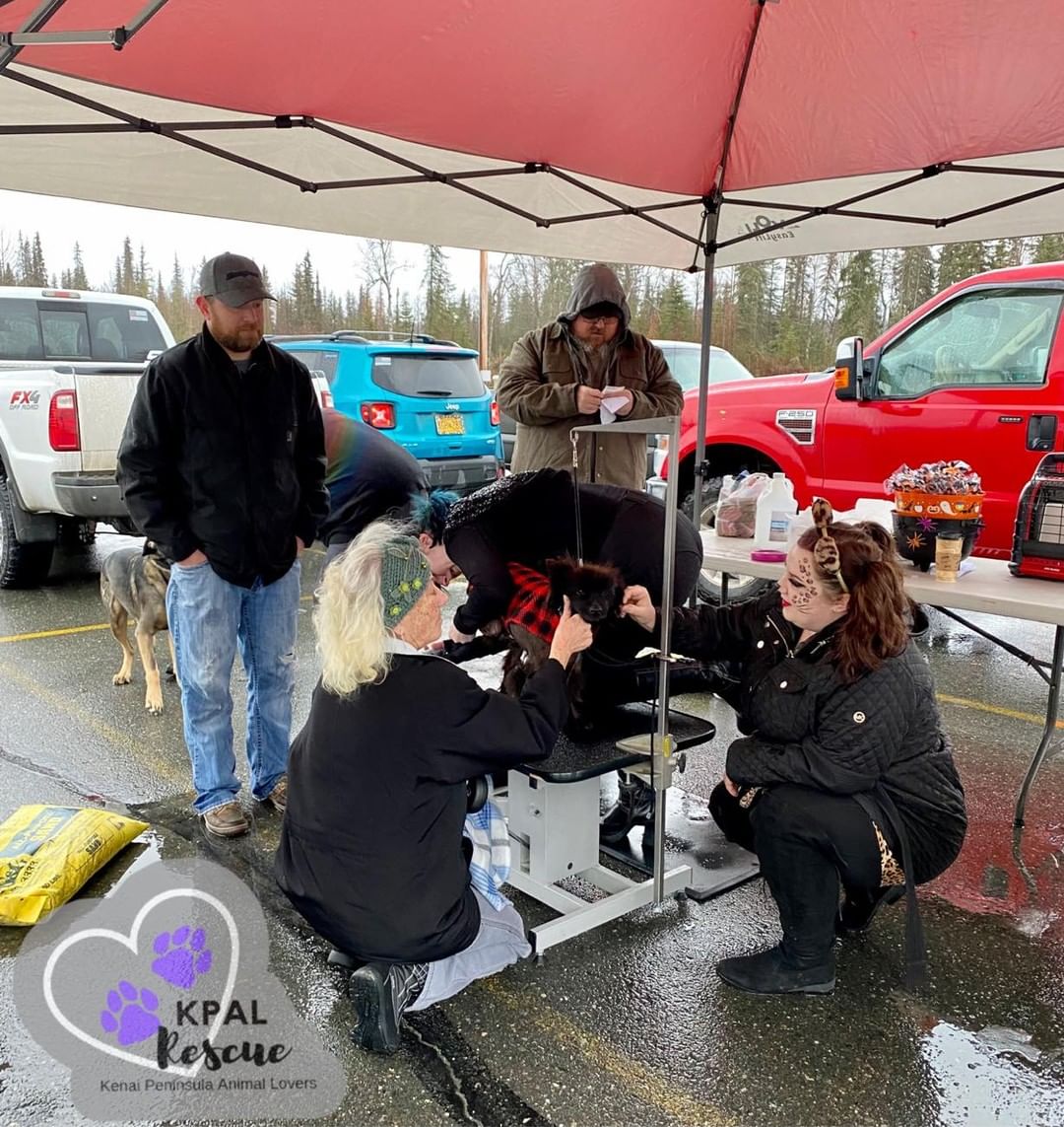 Come see us at the Howl-o-ween Drive-Thru Chip n’ Clip! 💜 HAPPENING NOW!! 🐾

We’ve seen time and time again how microchips can reunite families once a pet becomes lost or missing. In an effort to get more pets in our community microchipped, we’re holding a Howl-o-ween Chip n’ Clip! 🎃 In addition to microchipping, The Dog Father Grooming and Paws-itively Pampered Grooming will be clipping nails! AND Artistic Snapshots Photography will be at this event with a photo booth for pet portraits! We will be posting the photos on Facebook for attendees to download. 

This event is in the parking lot of the Soldotna Regional Sports Complex on Saturday, October 30th from 12pm-2pm. 

Microchip - $20
Nail Clip - $10
Photos - free with Chip + Clip OR $10 for two photos only

Bringing your pet in costume is encouraged, but not required. 👻 See you soon! 🤗

<a target='_blank' href='https://www.instagram.com/explore/tags/kpalrescue/'>#kpalrescue</a>