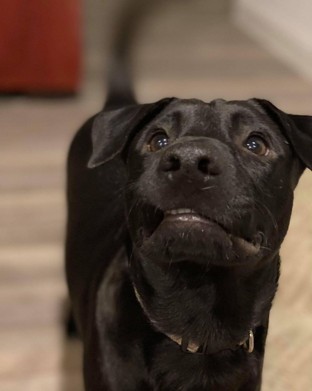 🥰How has this goofy boy not found a home yet? Colt LOVES other dogs and has become fast friends with his doggy foster brother. He is house and crate trained and walks well on a leash. His foster family absolutely adores him and say he is the sweetest dog that loves nothing better than just being with YOU. Whether that is going for a long walk or curled up on the couch for cuddles, he is happiest with his people.  If you are looking for the perfect playmate for your current dog or a sweet dog for your children to grow up with, Colt is the dog for you!💕 <a target='_blank' href='https://www.instagram.com/explore/tags/LAPdog/'>#LAPdog</a> <a target='_blank' href='https://www.instagram.com/explore/tags/AdoptColt/'>#AdoptColt</a> <a target='_blank' href='https://www.instagram.com/explore/tags/PerfectDog/'>#PerfectDog</a> <a target='_blank' href='https://www.instagram.com/explore/tags/GoofyBoy/'>#GoofyBoy</a> 

Adopt Colt her. 🐾
https://www.laprescue.org/adoption-app-.html