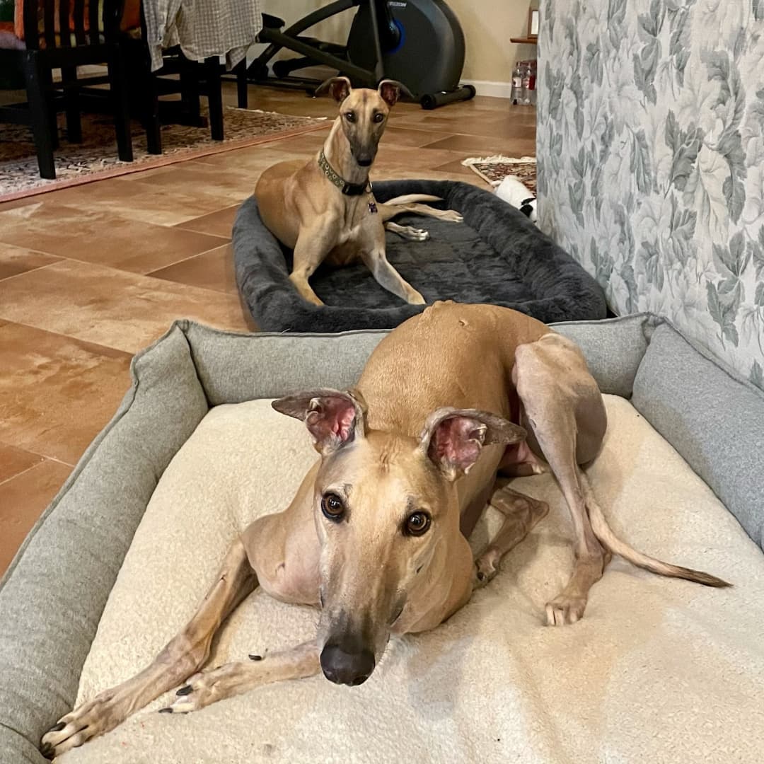 SA Greys alums Juno and Geordie had a sleepover at Juno's. They had a greyt time. 
<a target='_blank' href='https://www.instagram.com/explore/tags/greyhound/'>#greyhound</a> <a target='_blank' href='https://www.instagram.com/explore/tags/greyhounds/'>#greyhounds</a> <a target='_blank' href='https://www.instagram.com/explore/tags/greyhoundsofinstagram/'>#greyhoundsofinstagram</a>