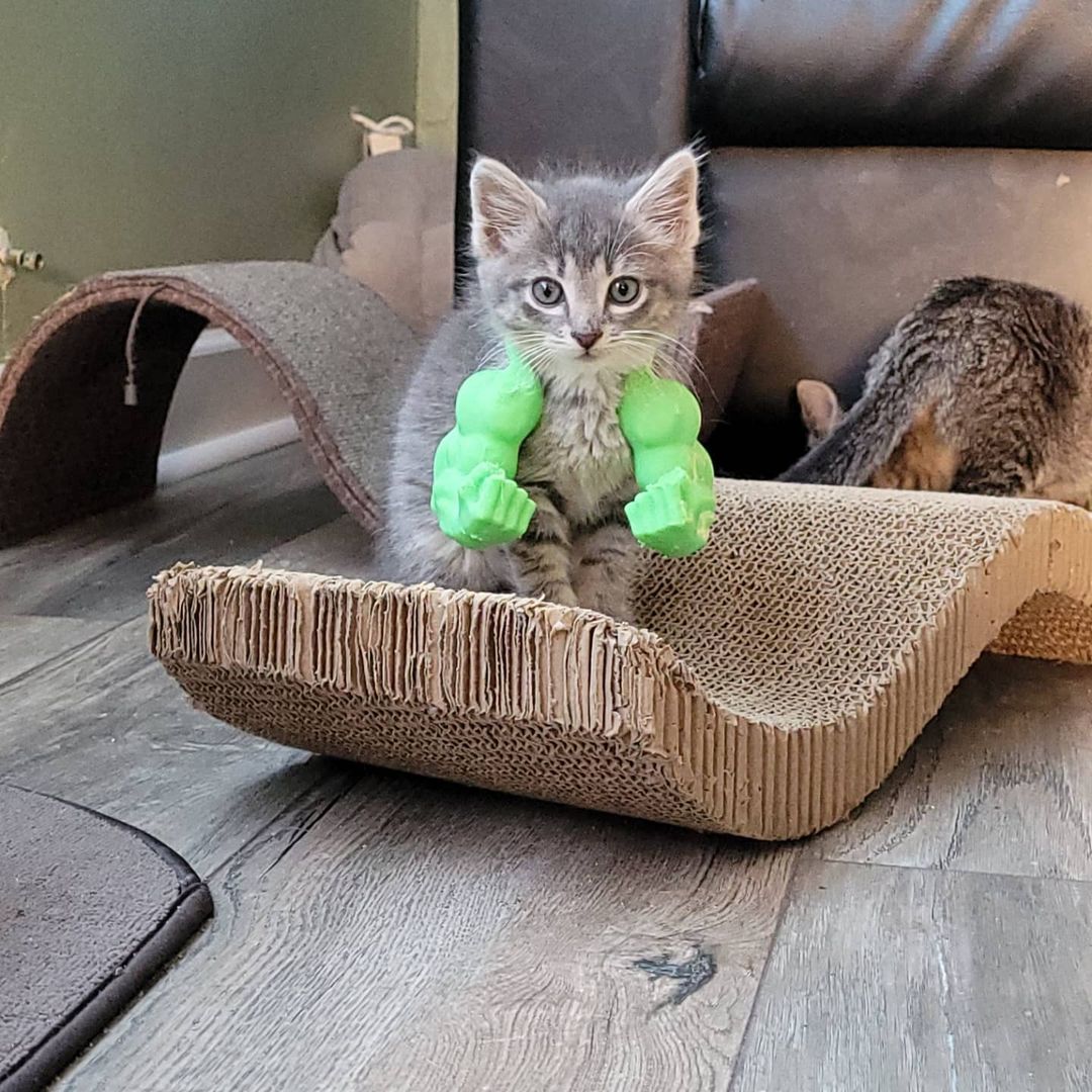 Hey. I love you. My name is Lentil and I love everyone and everything. I'm a 13-week-old gray female tabby in search of a forever home. Got other people in your house? Great, I love them. Got other cats? Love 'em. Got dogs? I love those too. I'm just super social and loving regardless of anything. My absolute best friend in the whole wide world is my tuxedo foster sister Mable. She also loves everyone and everything in the whole wide world just like I do. Even with other cats and kittens in our foster home, we always stick together to wrestle and cuddle, we make the best of friends! I promise if you just come meet us, you'll absolutely fall in love with us. We've ready fallen in love with you! Adoption fee: $125. Adopt a pair: $200. Fee includes testing, deworming, vaccinations, spay/neuter, microchip and 30 days of free pet insurance.
Apply at https://form.jotform.us/72344550240144

<a target='_blank' href='https://www.instagram.com/explore/tags/Rescue/'>#Rescue</a> <a target='_blank' href='https://www.instagram.com/explore/tags/catstagram/'>#catstagram</a> <a target='_blank' href='https://www.instagram.com/explore/tags/kitten/'>#kitten</a> <a target='_blank' href='https://www.instagram.com/explore/tags/graytabby/'>#graytabby</a>