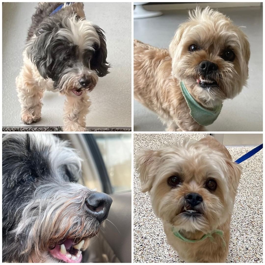 It takes a village. We went to rescue a pup and these two cuties had been at shelter for sometime. On the left is Willy. Willy is a sweet 10 year old senior that had his right eye removed.  On the right we have Lion who was is 3 year old boy.  He was “rescue only” due to a bite. A little fearful but who wouldn’t be in the scary shelter? We pulled both pups.  We partnered with www.wagmorpets.org rescue as we didn’t have the fosters to care for them.  Let us know if you can foster.  We need the help to give these babies a second chance.  Www.pawsfurhope.org