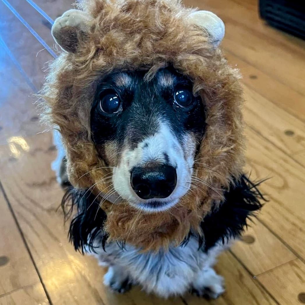 You're gonna hear me R O A R 🖤🦁🖤🦁 Bella and Remington 🖤🎃🖤
<a target='_blank' href='https://www.instagram.com/explore/tags/roar/'>#roar</a> <a target='_blank' href='https://www.instagram.com/explore/tags/happyhalloween/'>#happyhalloween</a> <a target='_blank' href='https://www.instagram.com/explore/tags/longhairdachshund/'>#longhairdachshund</a> <a target='_blank' href='https://www.instagram.com/explore/tags/dachshundsofinstagram/'>#dachshundsofinstagram</a> <a target='_blank' href='https://www.instagram.com/explore/tags/doxiesofinstagram/'>#doxiesofinstagram</a> <a target='_blank' href='https://www.instagram.com/explore/tags/bondedpair/'>#bondedpair</a> <a target='_blank' href='https://www.instagram.com/explore/tags/seniordogsofinstagram/'>#seniordogsofinstagram</a> <a target='_blank' href='https://www.instagram.com/explore/tags/seniordachshund/'>#seniordachshund</a> <a target='_blank' href='https://www.instagram.com/explore/tags/rescueddogsofinstagram/'>#rescueddogsofinstagram</a> <a target='_blank' href='https://www.instagram.com/explore/tags/dachshund/'>#dachshund</a> <a target='_blank' href='https://www.instagram.com/explore/tags/doxies/'>#doxies</a> <a target='_blank' href='https://www.instagram.com/explore/tags/piebalddachshund/'>#piebalddachshund</a> <a target='_blank' href='https://www.instagram.com/explore/tags/weeniedogs/'>#weeniedogs</a> <a target='_blank' href='https://www.instagram.com/explore/tags/adoptdontshop/'>#adoptdontshop</a> <a target='_blank' href='https://www.instagram.com/explore/tags/adopt/'>#adopt</a> <a target='_blank' href='https://www.instagram.com/explore/tags/lovedogs/'>#lovedogs</a> <a target='_blank' href='https://www.instagram.com/explore/tags/dachshund_love/'>#dachshund_love</a> <a target='_blank' href='https://www.instagram.com/explore/tags/onepawatatime/'>#onepawatatime</a>