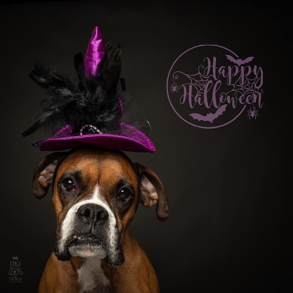 Happy Halloween! <a target='_blank' href='https://www.instagram.com/explore/tags/hobocareboxerrescue/'>#hobocareboxerrescue</a> <a target='_blank' href='https://www.instagram.com/explore/tags/boxerdogs/'>#boxerdogs</a>