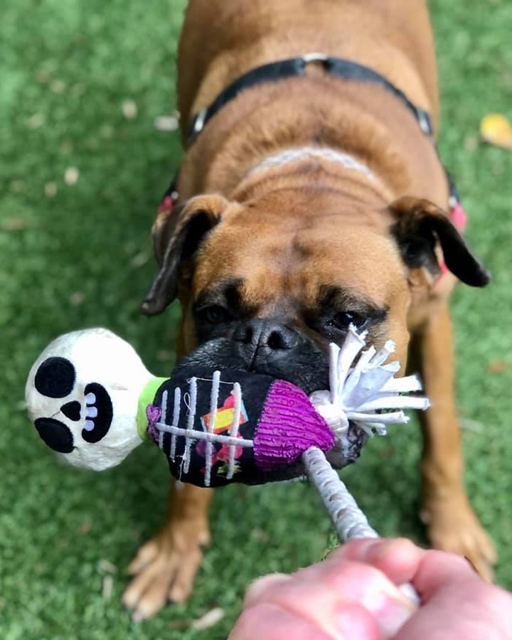 BOO 👻 We hope Magnar didn't spook you with how scary-cute he is!!

This fun-loving doggo has earned himself the crown of 
