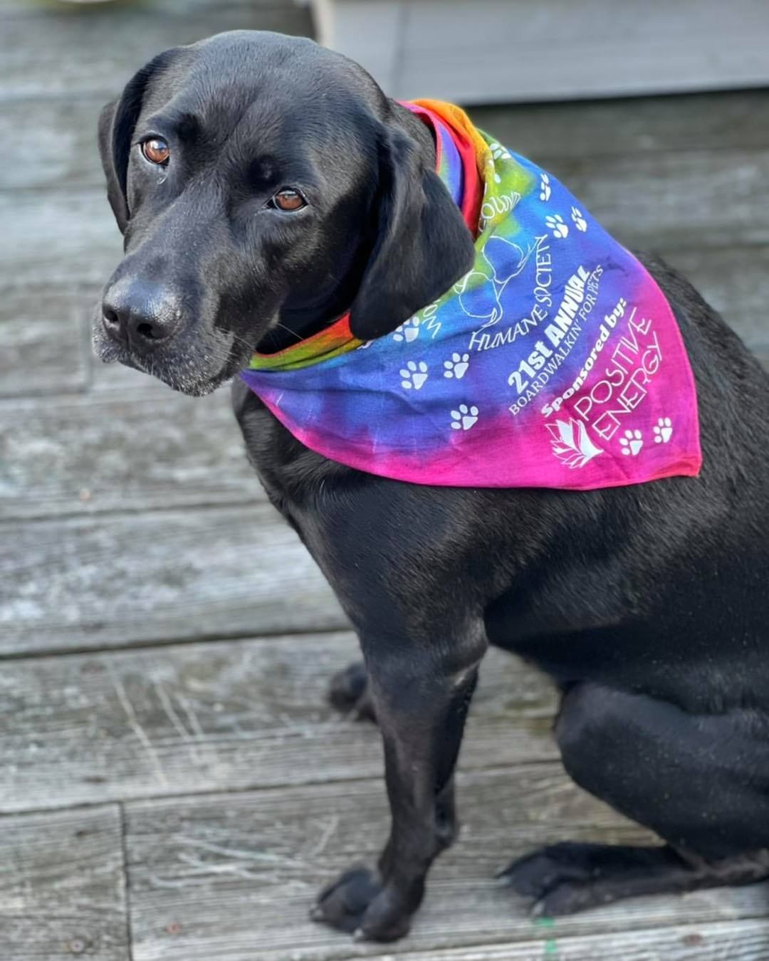 Belle is ready for the 21st Annual Boardwalkin for Pets!!! Are you? 

She is showing off this year‘s bandana sponsored by Positive Energy in West OC. 

Show us a pic and tag your friends so they don’t forget, this coming Saturday, Nov 6th 9-12 at the inlet and the boards…

And PLEASE SHARE!😊