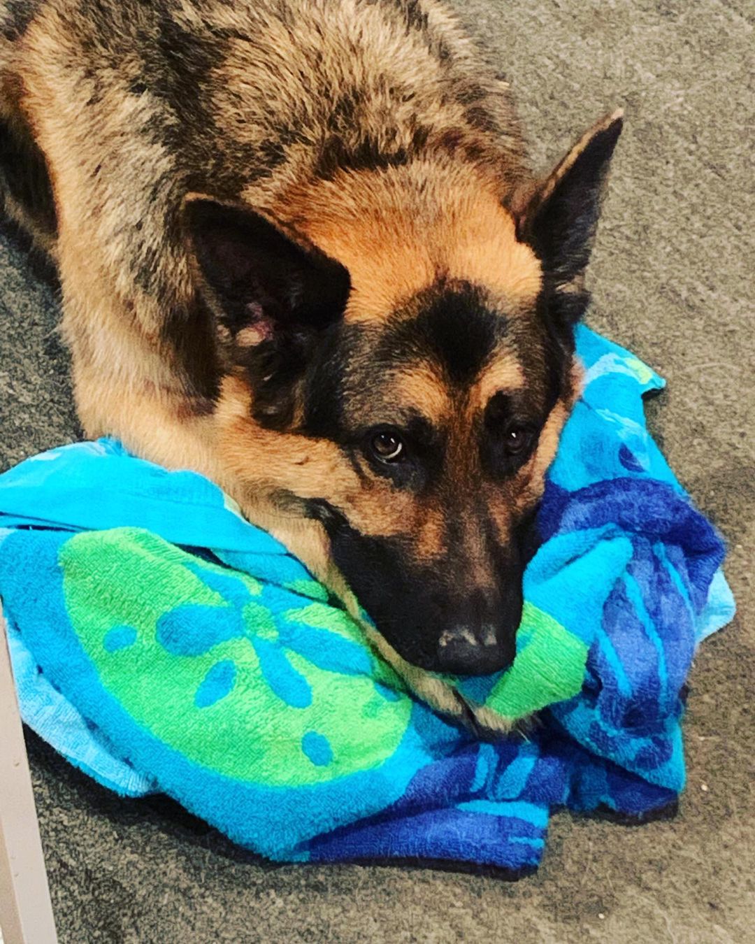 FOSTER HOME NEEDED ASAP 🐾 Shadow is a 5 year old, 95 pound German Shepherd that is in need of a foster home. He is very smart and loves to learn! 

He will need to be the only pet in the home and children must be over 13 years old. Fenced in backyard will be required. Kitsap county residents only. 

Please email adoptions@nwkare.org for more information!