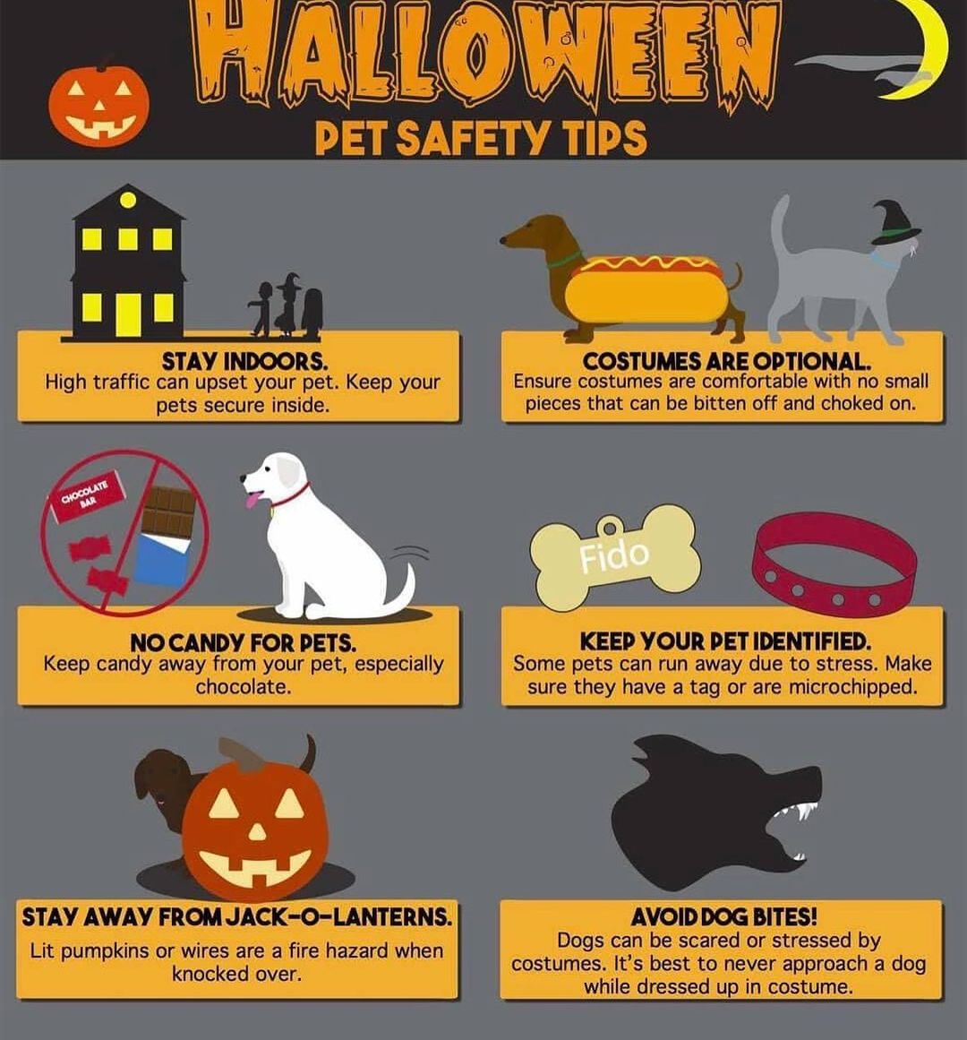 Some good Halloween tips for keeping your cats and dogs safe this Halloween weekend!
.
.
.
.
<a target='_blank' href='https://www.instagram.com/explore/tags/halloweenweekend/'>#halloweenweekend</a> <a target='_blank' href='https://www.instagram.com/explore/tags/halloweencat/'>#halloweencat</a> <a target='_blank' href='https://www.instagram.com/explore/tags/halloweendog/'>#halloweendog</a> <a target='_blank' href='https://www.instagram.com/explore/tags/petsafetytips/'>#petsafetytips</a> <a target='_blank' href='https://www.instagram.com/explore/tags/rescuepets/'>#rescuepets</a> <a target='_blank' href='https://www.instagram.com/explore/tags/adoptdontshop/'>#adoptdontshop</a>