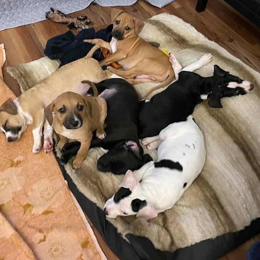 🐾🐿🦍🦀 THE ANIMAL CROSSING LITTER! 

Meet: Tommy, Mable, Whisp, Sable, Serena, and Timmy! 
Breed: Hound/Terrier Mix
Birthdate: 9/1/21
Expected Size: 45-55lbs

❤️‍🔥 While this litter was slow to warm up (they were born in a shelter), they have really come out of their shell the past couple of weeks as they’ve enjoyed the calm, relaxing environment of their foster family. They have been getting proper nutrition, lots of interaction and exercise, and of course, tons of pets and cuddles.

🐾 Each pup is unique in their own way, but they all share the same playful, loving, go-lucky attitude. They enjoy spending their days bouncing around the backyard, rustling through the leaves, and of course…napping in a warm lap! 

🐾 They have already begun potty-training, sleeping through the night, and have a solid headstart on learning the “Basic of Puppy Training” as their fosters work consistently across the family to show and teach them expectations of being a family dog. These pups aren’t perfect, but they are pretty close to it!

Now that they’ve had time to acclimate to family life, it is time to begin their search for their own forever family. If you are ready to commit to forever with one of these furry babies, please submit an application and make sure to mention “Animal Crossing Litter”. Once you’ve rubbed their pudgy little bellies, you’ll know you’ve found your newest family member!

If you are interested in adopting one of these pups, please head to www.pettalesrescue.com and fill out an application ✍🏼