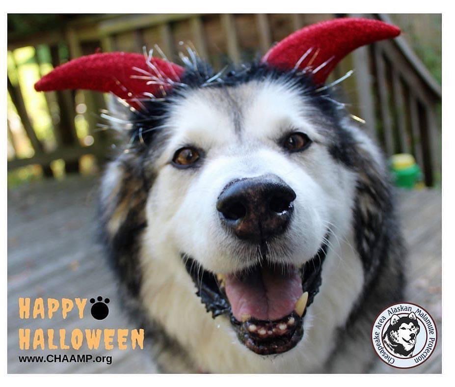 Happy 🎃 Halloween 👻 from CHAAMP.  <a target='_blank' href='https://www.instagram.com/explore/tags/chaampmalamutes/'>#chaampmalamutes</a>