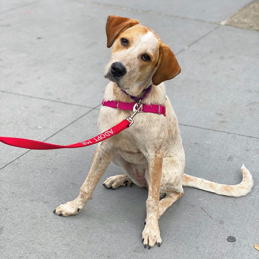 URGENT!! THIS GIRL NEEDS A HOUND LOVING FOSTER HOME ASAP!!! Praline is 7 months old, 40 lbs, and blessed with brains to spare — energy, too. She’s a Barry's Bootcamp, ten mile hikes, rising with the sun kind of girl. For fans of active breed dogs that love learning and running, she’s a fantasy on four legs. Charming, friendly, great with other dogs, confident, curious, and craves the opportunity to do a good job at whatever task you have the patience to teach her. She'd rock at agility courses. To our surprise and delight, she's doing wonderfully in the city. She’s crate trained and mostly housebroken, and she’s very affectionate. Needs a few hours a day of exercise plus a healthy dose of mental stimulation. PLEASE HELP!!! Pickup is ASAP in Chelsea, fostering lasts 2 to 4 weeks. If you can give her a temporary home, please submit the foster app at socialteesnyc.org and email foster@socialteesnyc.org NOW!!! <a target='_blank' href='https://www.instagram.com/explore/tags/adoptdontshop/'>#adoptdontshop</a> <a target='_blank' href='https://www.instagram.com/explore/tags/fosterme/'>#fosterme</a> <a target='_blank' href='https://www.instagram.com/explore/tags/hound/'>#hound</a> <a target='_blank' href='https://www.instagram.com/explore/tags/shiba/'>#shiba</a> <a target='_blank' href='https://www.instagram.com/explore/tags/rescuedog/'>#rescuedog</a> <a target='_blank' href='https://www.instagram.com/explore/tags/dogsofinstagram/'>#dogsofinstagram</a> <a target='_blank' href='https://www.instagram.com/explore/tags/animalrescue/'>#animalrescue</a> <a target='_blank' href='https://www.instagram.com/explore/tags/coonhound/'>#coonhound</a> <a target='_blank' href='https://www.instagram.com/explore/tags/coonhoundsofinstagram/'>#coonhoundsofinstagram</a> <a target='_blank' href='https://www.instagram.com/explore/tags/hounddog/'>#hounddog</a> <a target='_blank' href='https://www.instagram.com/explore/tags/houndsofinstagram/'>#houndsofinstagram</a> <a target='_blank' href='https://www.instagram.com/explore/tags/socialtees/'>#socialtees</a> <a target='_blank' href='https://www.instagram.com/explore/tags/socialteesnyc/'>#socialteesnyc</a> <a target='_blank' href='https://www.instagram.com/explore/tags/straypride/'>#straypride</a>