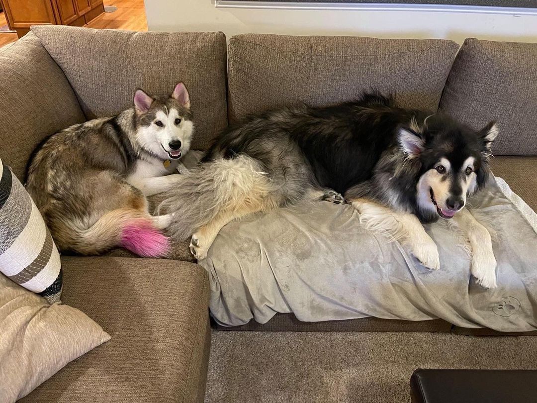 Bertt (rescue name, George) celebrated his birthday and Gotcha day recently and welcomed a new fur sister to the family ❤ Happy Gotcha day big guy and welcome little sister Lily 🥰 <a target='_blank' href='https://www.instagram.com/explore/tags/chaampmalamutes/'>#chaampmalamutes</a> <a target='_blank' href='https://www.instagram.com/explore/tags/rescuedismyfavoritebreed/'>#rescuedismyfavoritebreed</a> <a target='_blank' href='https://www.instagram.com/explore/tags/northernbreed/'>#northernbreed</a>