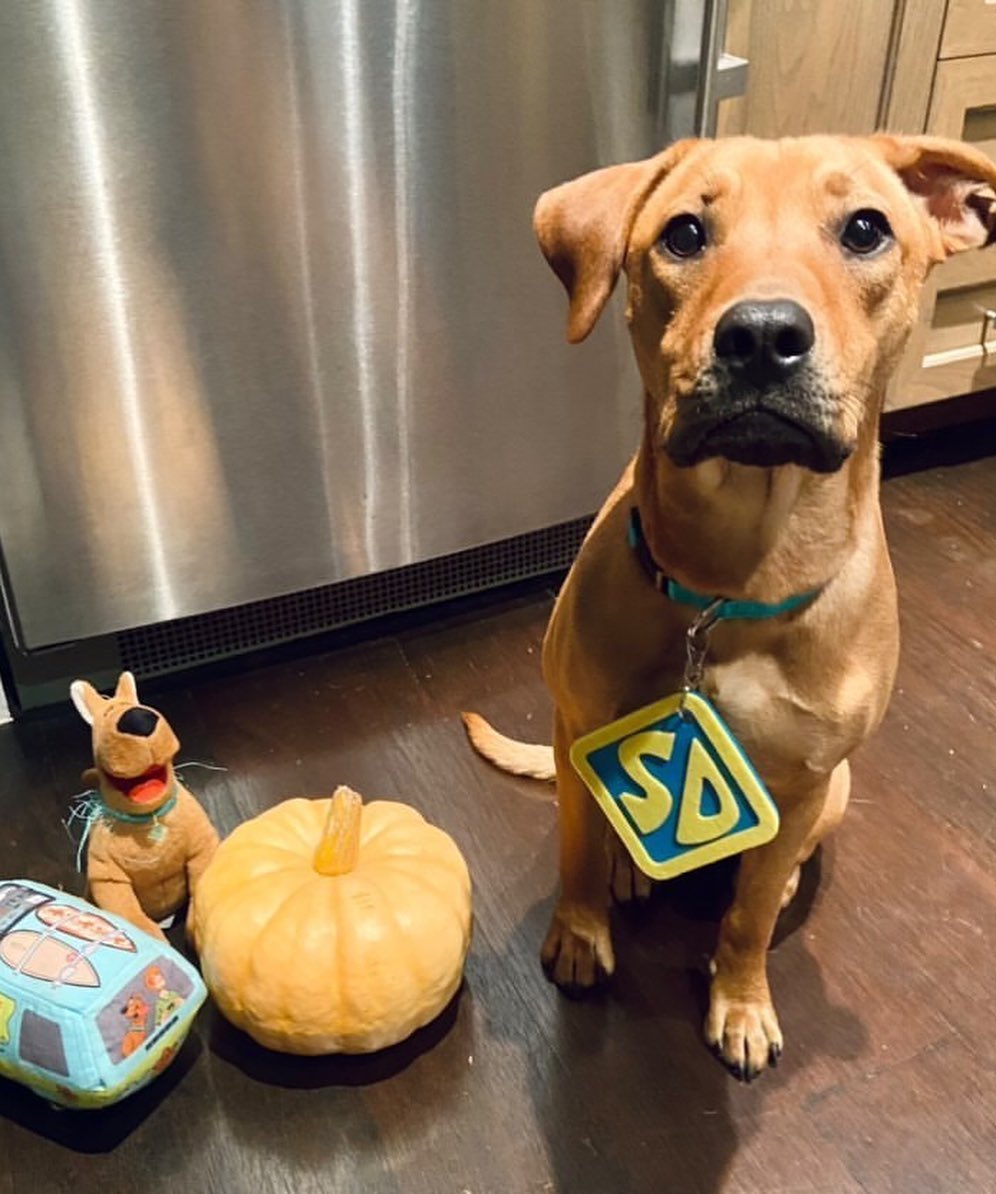 Happy Halloween! Just a few of our <a target='_blank' href='https://www.instagram.com/explore/tags/adopted/'>#adopted</a> rescues in their Halloween costumes! 🎃