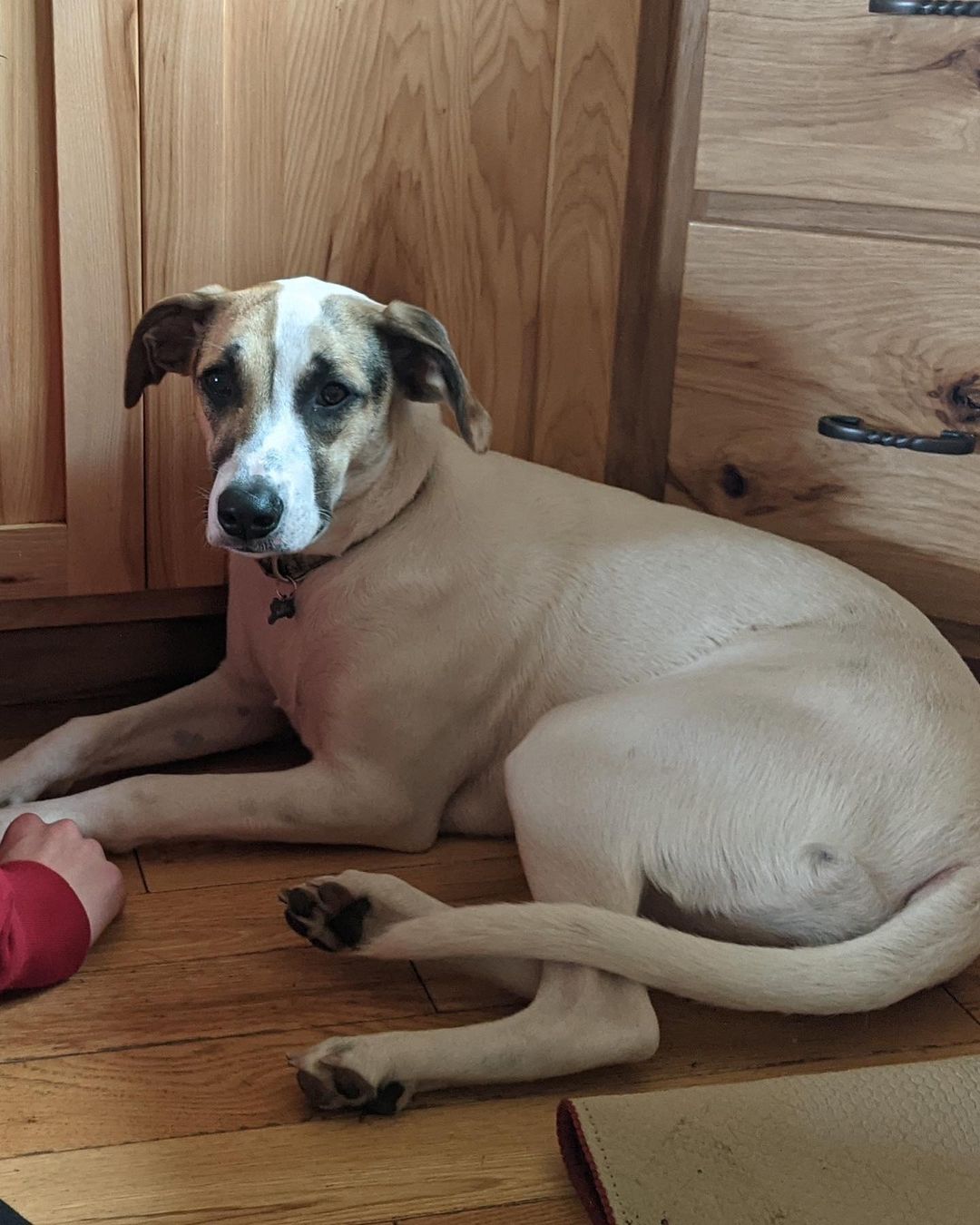 Meet 7 month old Aja! She is a Great Pyrenees mix. Aja is very loving, loyal and intelligent. She is currently working on her confidence, basic doggy manners and how to trust humans. Aja is still a puppy and can be “mouthy”, so at this time we recommend older children. With proper introduction she does well with playful dogs and dog savvy/playful cats. Please submit an application for Aja if you have a big heart, lots of patience and the willingness to give her a happy and loving forever home. Applications: www.oarwny.org if already approved please email us oarwny@gmail.com