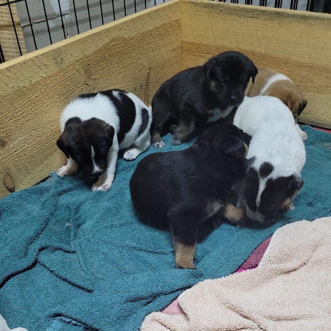 Kayla and her puppies!! 🥰

Pups are a couple weeks old and will all be available for adoption once ready 😊

<a target='_blank' href='https://www.instagram.com/explore/tags/outrunaninalrehabilitationcenter/'>#outrunaninalrehabilitationcenter</a> <a target='_blank' href='https://www.instagram.com/explore/tags/outrunrescue/'>#outrunrescue</a> <a target='_blank' href='https://www.instagram.com/explore/tags/rescuedismtfavouritebreed/'>#rescuedismtfavouritebreed</a> <a target='_blank' href='https://www.instagram.com/explore/tags/adoptdontshop/'>#adoptdontshop</a>