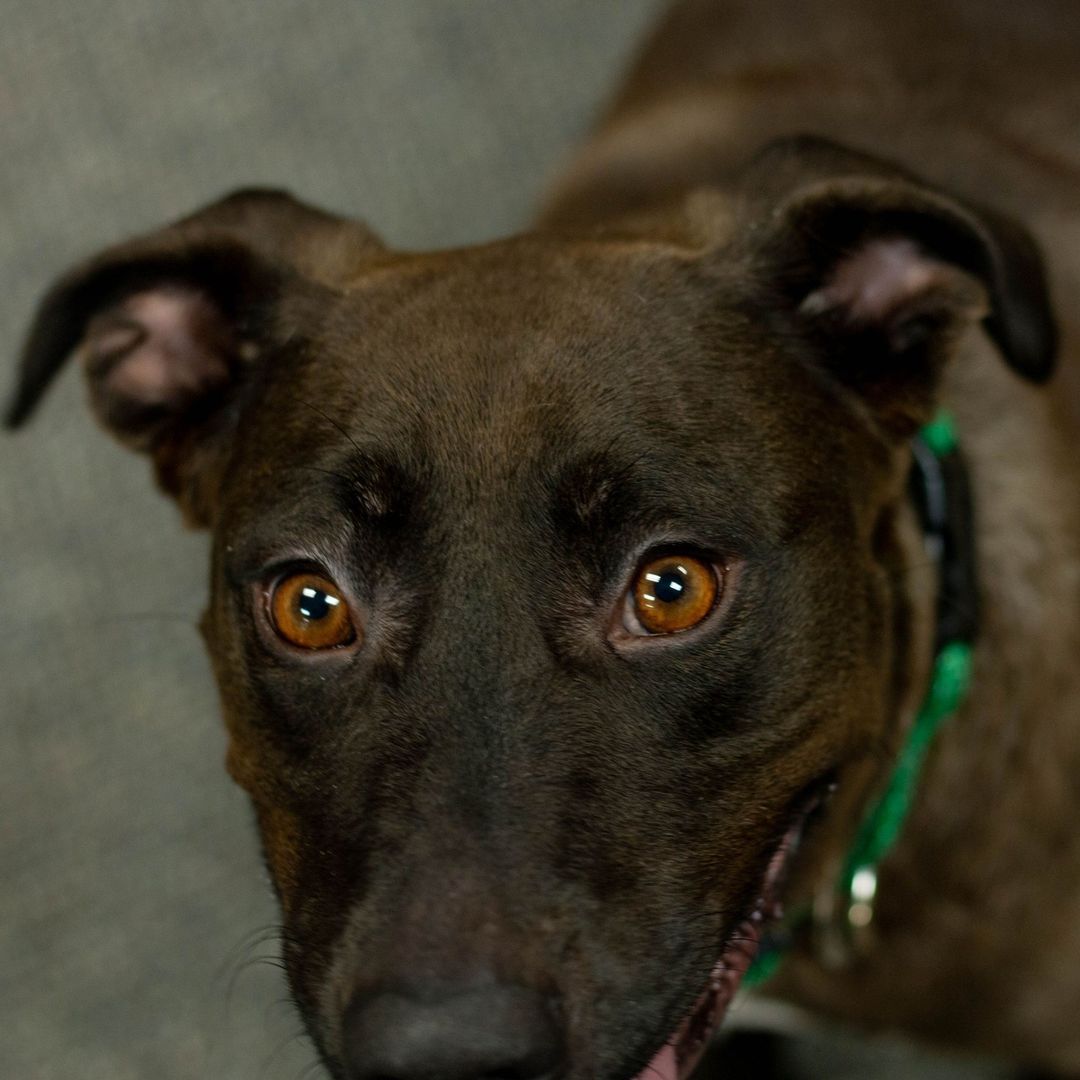 (Penny 24774): Did you catch Penny on @centralvalleytoday? Penny is a sweet, lovable Labrador/Australian Cattledog mix who loves to play once you get her out and about. She was rescued in Kerman and was originally found roaming the streets by local animal control agencies. Penny is approximately 3 years old and treat motivated. She can be dog selective so we would definitely need to do a meet and greet if a family currently has dogs. When Penny is inside, she is usually calm and perks up to run once she is taken outdoors. She does great on a leash with a slight tendency to pull. We are looking for a family who will take her on walks and shower her with love! If you're interested in Penny, submit your online application (link in bio) or come meet her in person at our Dog Adoption Center! We're open daily from 10 AM - 4:30 PM.
•
•⠀
•⠀
<a target='_blank' href='https://www.instagram.com/explore/tags/fresno/'>#fresno</a> <a target='_blank' href='https://www.instagram.com/explore/tags/california/'>#california</a> <a target='_blank' href='https://www.instagram.com/explore/tags/valleyanimalcenter/'>#valleyanimalcenter</a> <a target='_blank' href='https://www.instagram.com/explore/tags/dogs/'>#dogs</a> <a target='_blank' href='https://www.instagram.com/explore/tags/adoptdontshop/'>#adoptdontshop</a> <a target='_blank' href='https://www.instagram.com/explore/tags/adopt/'>#adopt</a> <a target='_blank' href='https://www.instagram.com/explore/tags/dog/'>#dog</a> <a target='_blank' href='https://www.instagram.com/explore/tags/cute/'>#cute</a> <a target='_blank' href='https://www.instagram.com/explore/tags/love/'>#love</a> <a target='_blank' href='https://www.instagram.com/explore/tags/shelterpet/'>#shelterpet</a> <a target='_blank' href='https://www.instagram.com/explore/tags/nationalshelterpetsday/'>#nationalshelterpetsday</a> <a target='_blank' href='https://www.instagram.com/explore/tags/labmix/'>#labmix</a> <a target='_blank' href='https://www.instagram.com/explore/tags/labsofig/'>#labsofig</a><a target='_blank' href='https://www.instagram.com/explore/tags/labrador/'>#labrador</a> <a target='_blank' href='https://www.instagram.com/explore/tags/dogsofinstaworld/'>#dogsofinstaworld</a> <a target='_blank' href='https://www.instagram.com/explore/tags/dogsofig/'>#dogsofig</a> <a target='_blank' href='https://www.instagram.com/explore/tags/photography/'>#photography</a> <a target='_blank' href='https://www.instagram.com/explore/tags/photooftheday/'>#photooftheday</a>