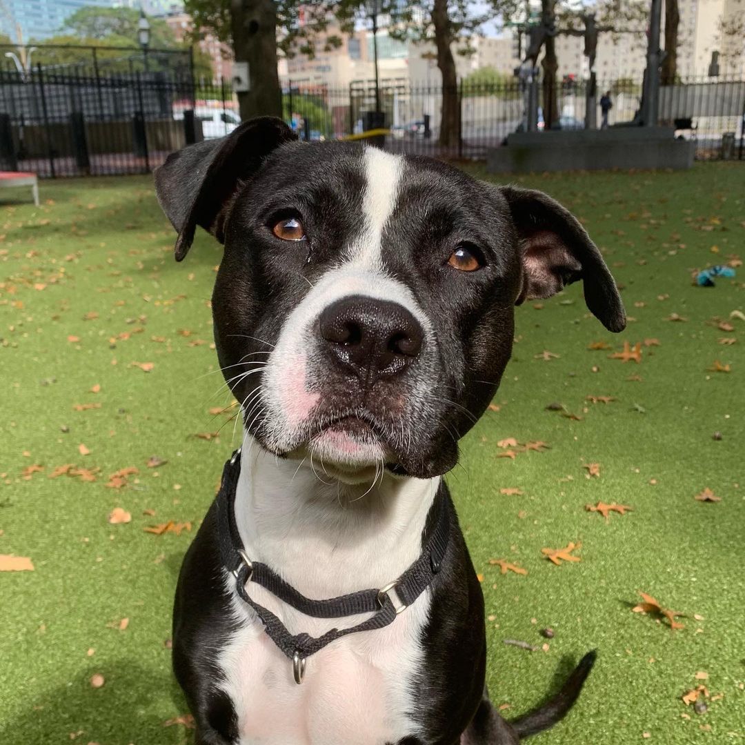 Say hello to our friend Pappas 😍

This handsome boy is just over a year old and is looking for a quiet home to call his own. He is head over heels for string cheese, belly rubs, and his favorite stick — in that order ❤️ Pappas has done well with meeting other playful pups at our Dedham Animal Care & Adoption Center so he will do well with another canine companion. If you’re interested in meeting him, please give our Dedham team a call at 617-425-9170 today or drop by our Dedham location tomorrow from 1:00pm-6:00pm. 
.
.
.
.
Image Description: a photo shows Pappas, a black and white dog sitting outside on grass in ARL’s play yard. A video is also shown of him rolling around with a stick. <a target='_blank' href='https://www.instagram.com/explore/tags/adopt/'>#adopt</a> <a target='_blank' href='https://www.instagram.com/explore/tags/dogsofinstagram/'>#dogsofinstagram</a> <a target='_blank' href='https://www.instagram.com/explore/tags/doglover/'>#doglover</a>