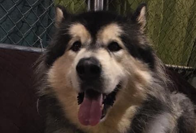 Maddox has grown and learned so much from Rob and his lucky dog family ❤️ He is ready and waiting for his person to find him. Maddox would be best in a home with out small children but could live with a young playful female pup. He loves to go for walks and does well on the leash. He is ready for love and needs a patient home who understands him. Fill out an application today and meet this gorgeous boy! <a target='_blank' href='https://www.instagram.com/explore/tags/chaampmalamutes/'>#chaampmalamutes</a> <a target='_blank' href='https://www.instagram.com/explore/tags/nopaintotrain/'>#nopaintotrain</a> <a target='_blank' href='https://www.instagram.com/explore/tags/forcefreemalamute/'>#forcefreemalamute</a>